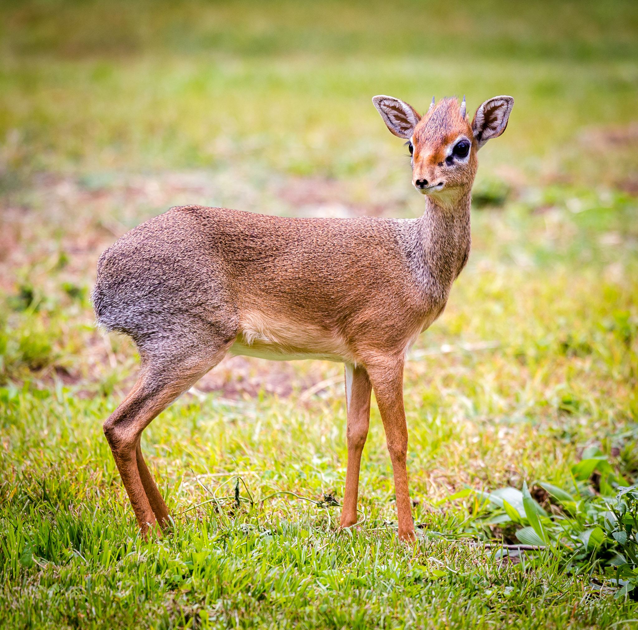 Dik Dik, the smallest antelope