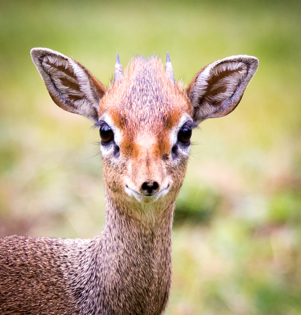 Dik Dik