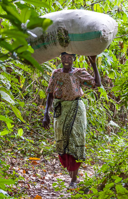 Harvesting in the Meru Rain Forest Preserve