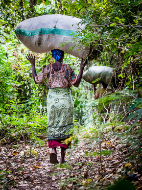 Harvesting in the Meru Rain Forest Preserve
