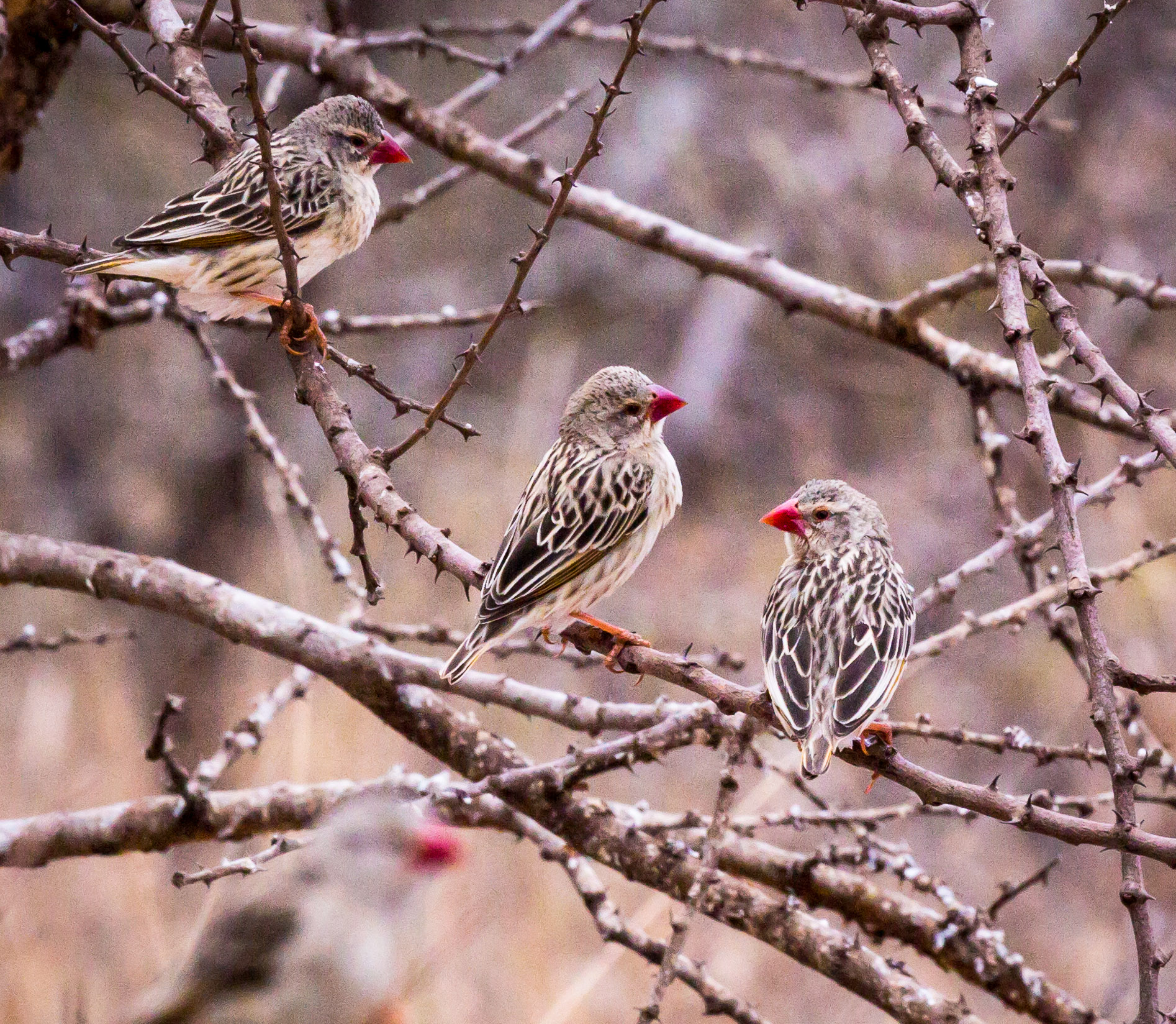 Quelleas flocking to watering hole