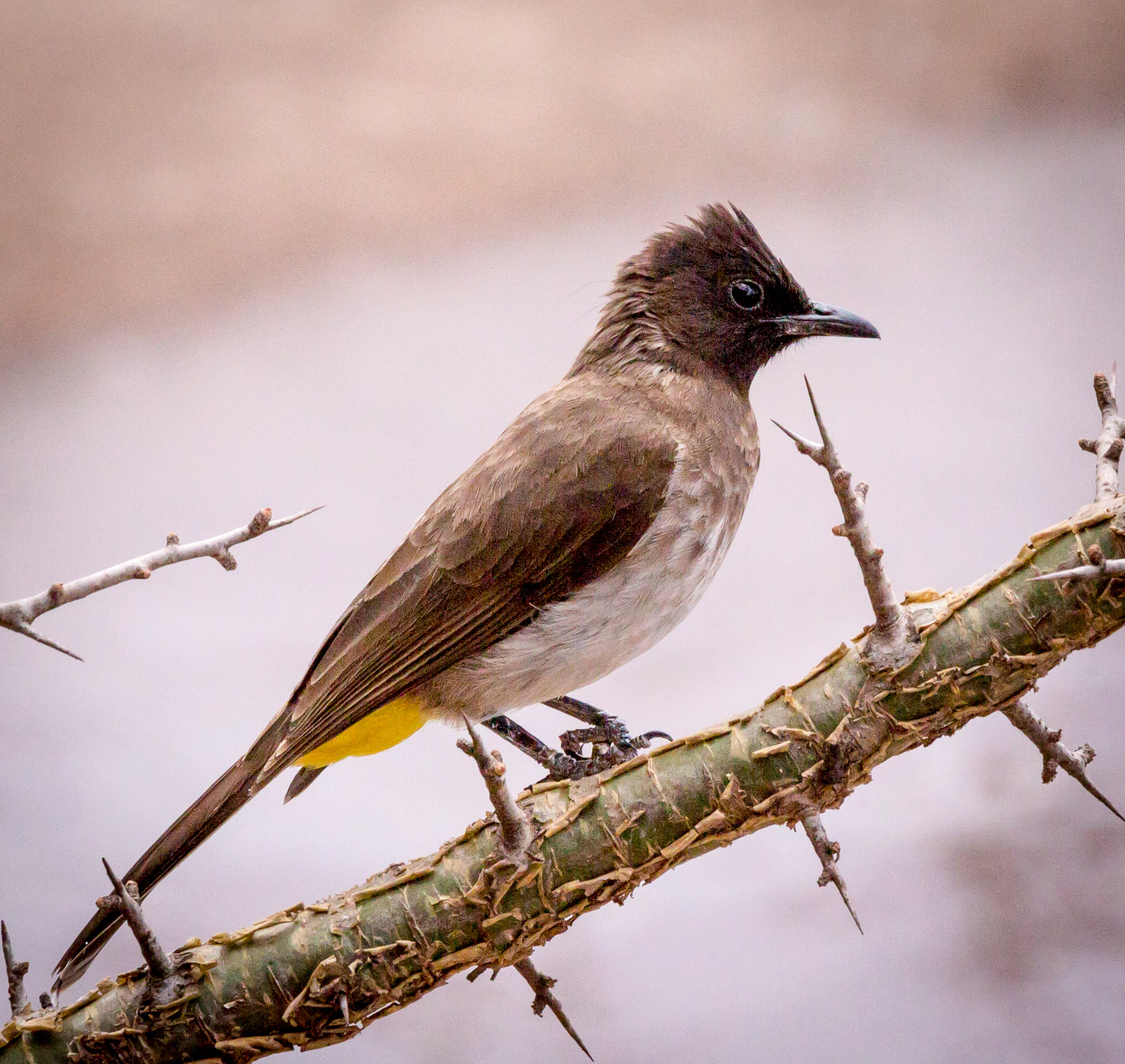 Common Bulbul