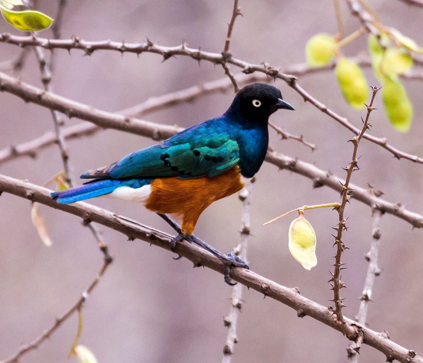 Superb Starling