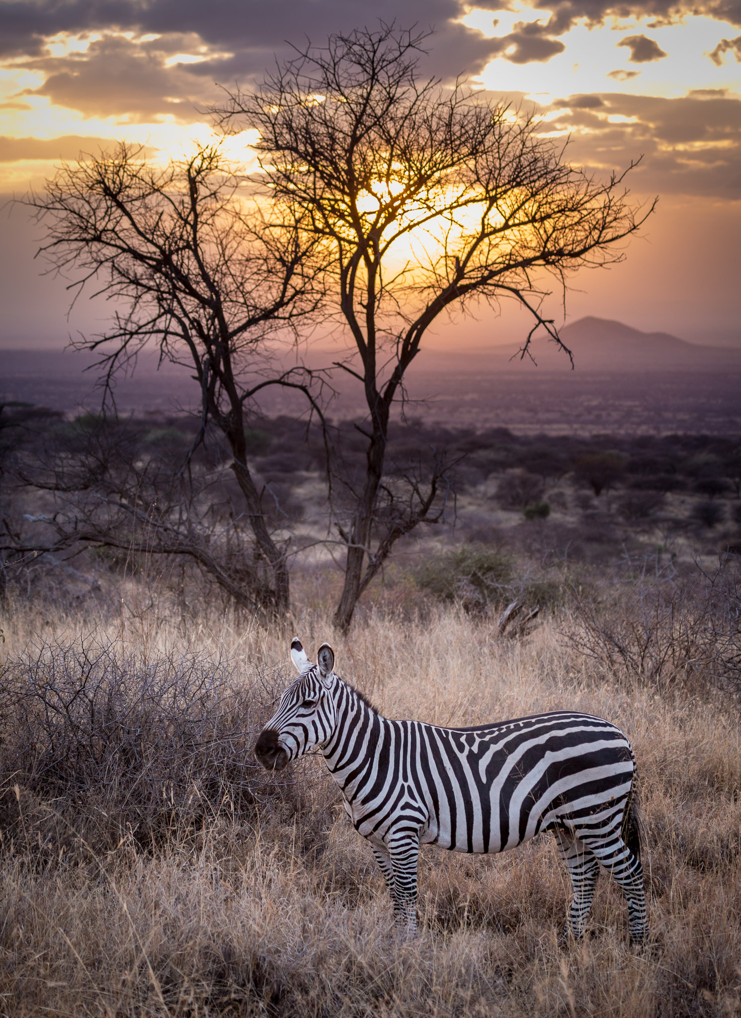 Last light at Kambi ya Tembo Camp