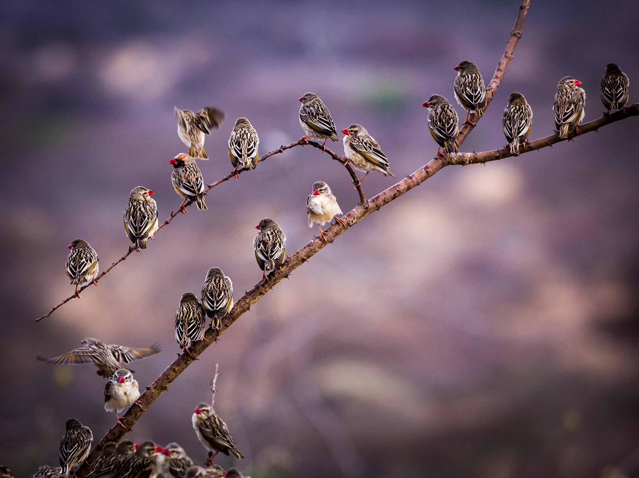 Quelleas flocking to watering hole