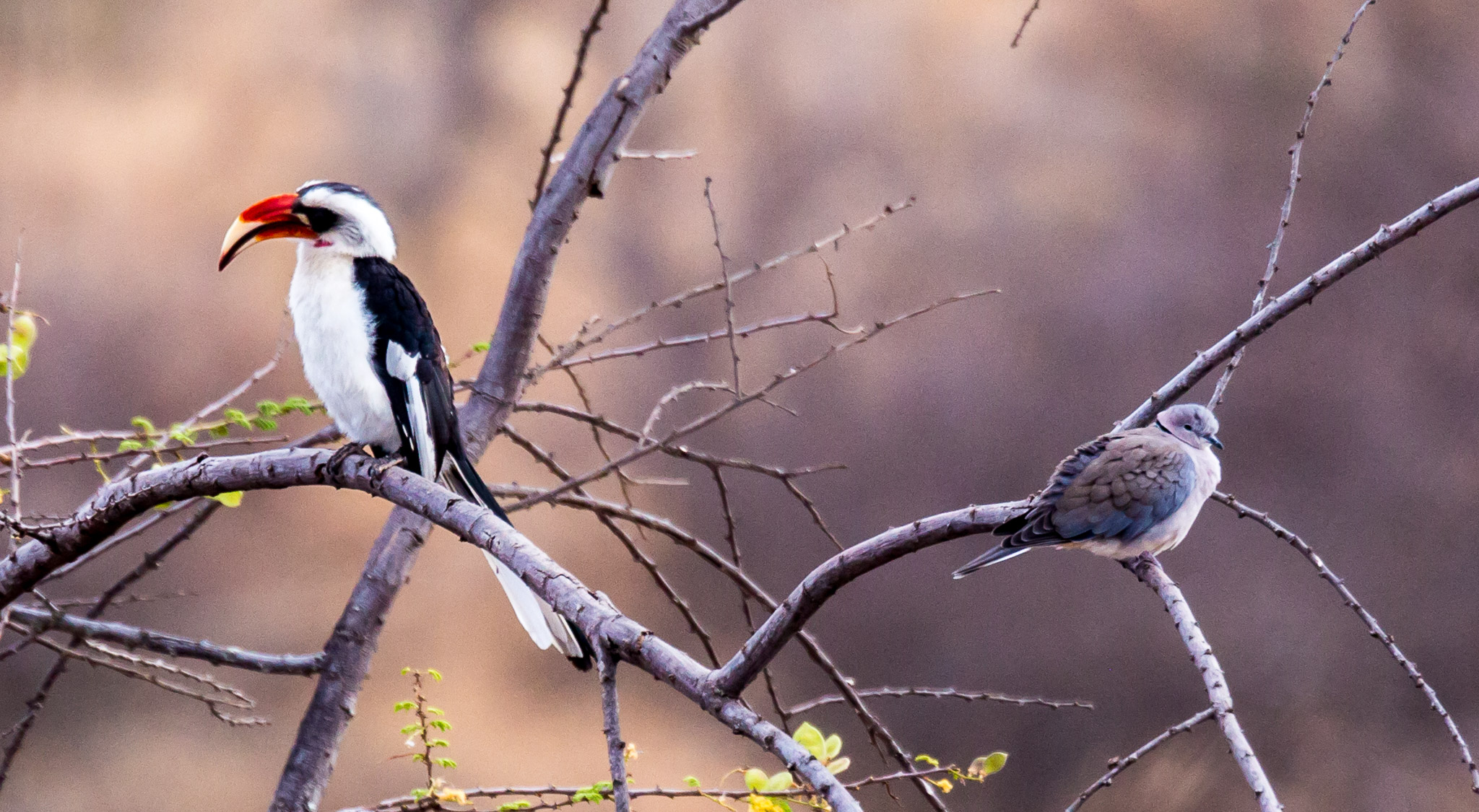 Red-billed Hornbill & Dove