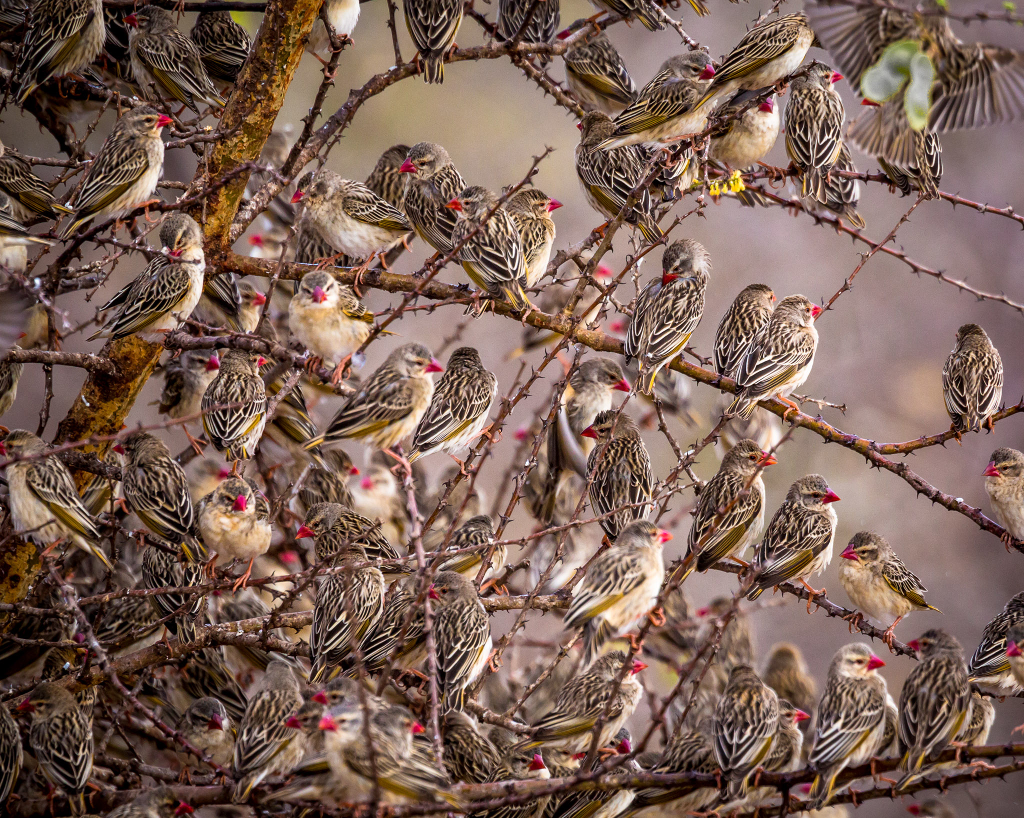 Quelleas flocking to watering hole