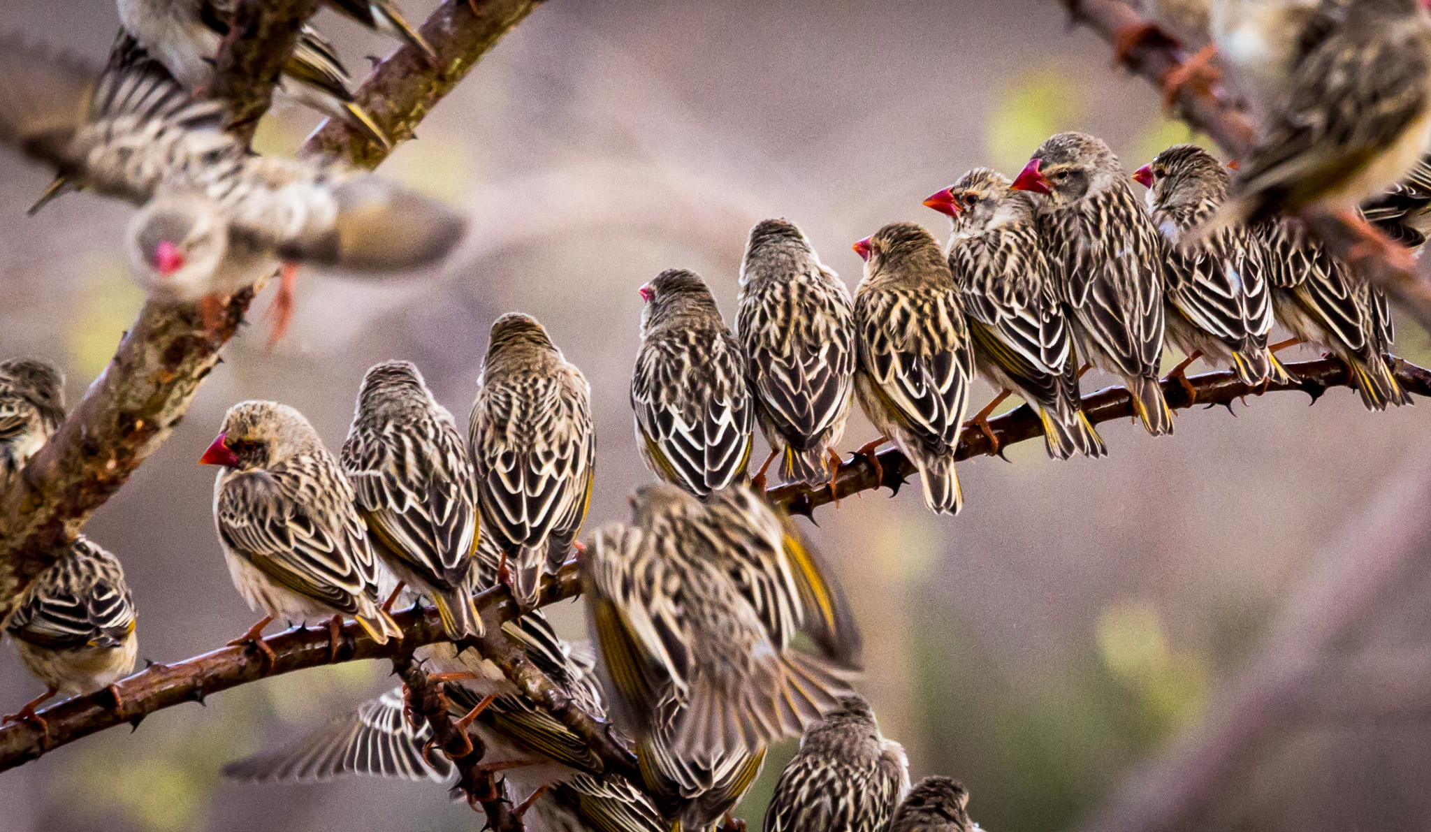 Quelleas flocking to watering hole