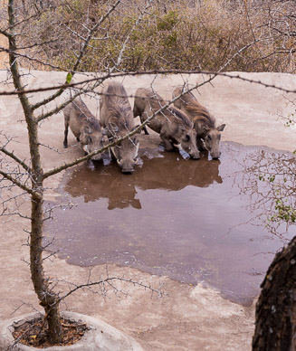 Warthogs at watering hole (right below our dining table)