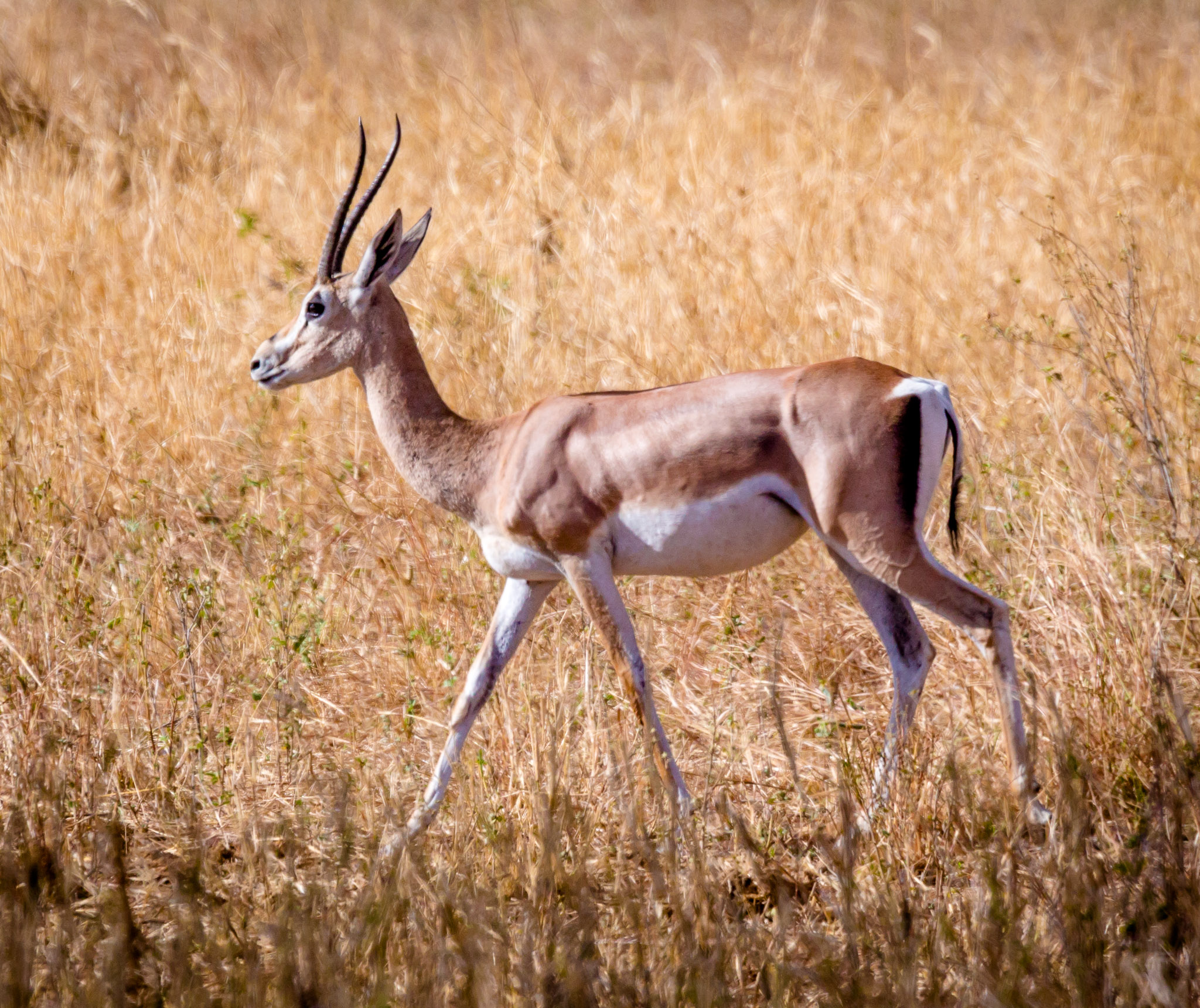 Gazelle