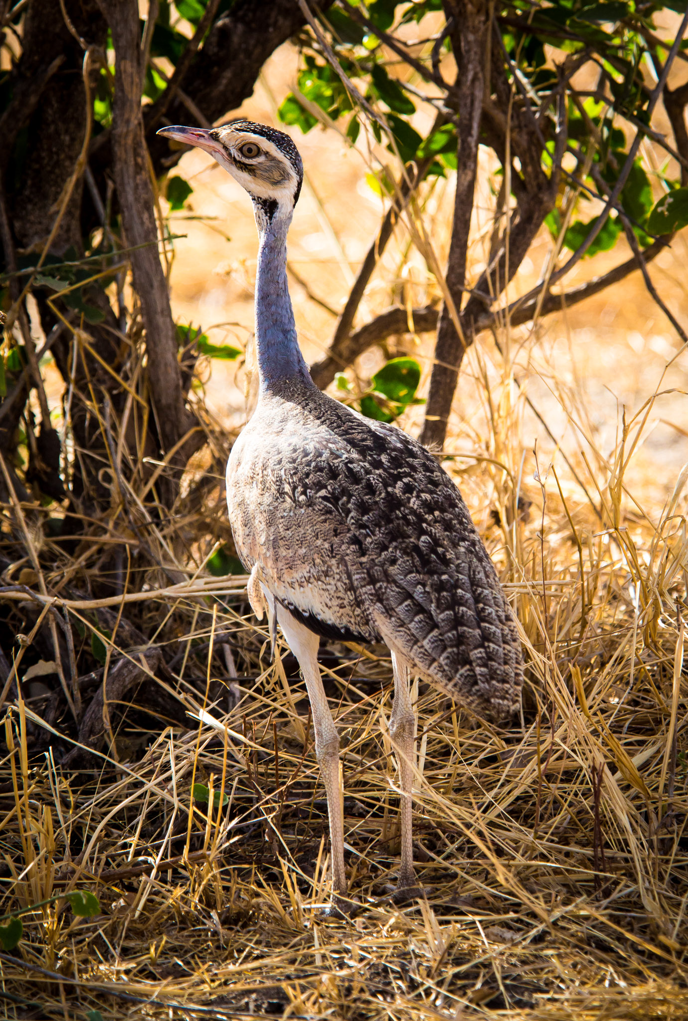 White-bellied? Bustard