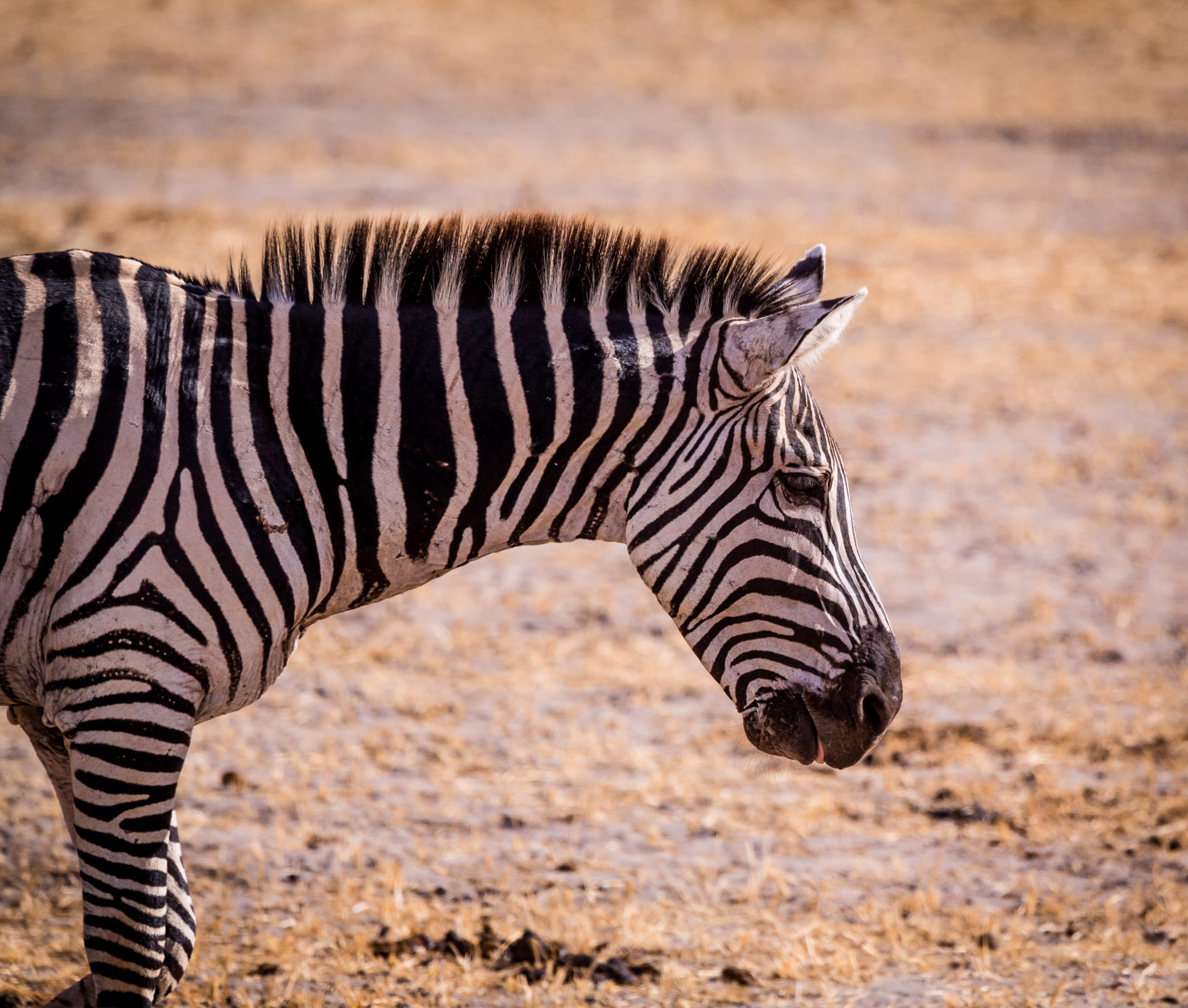 Zebra