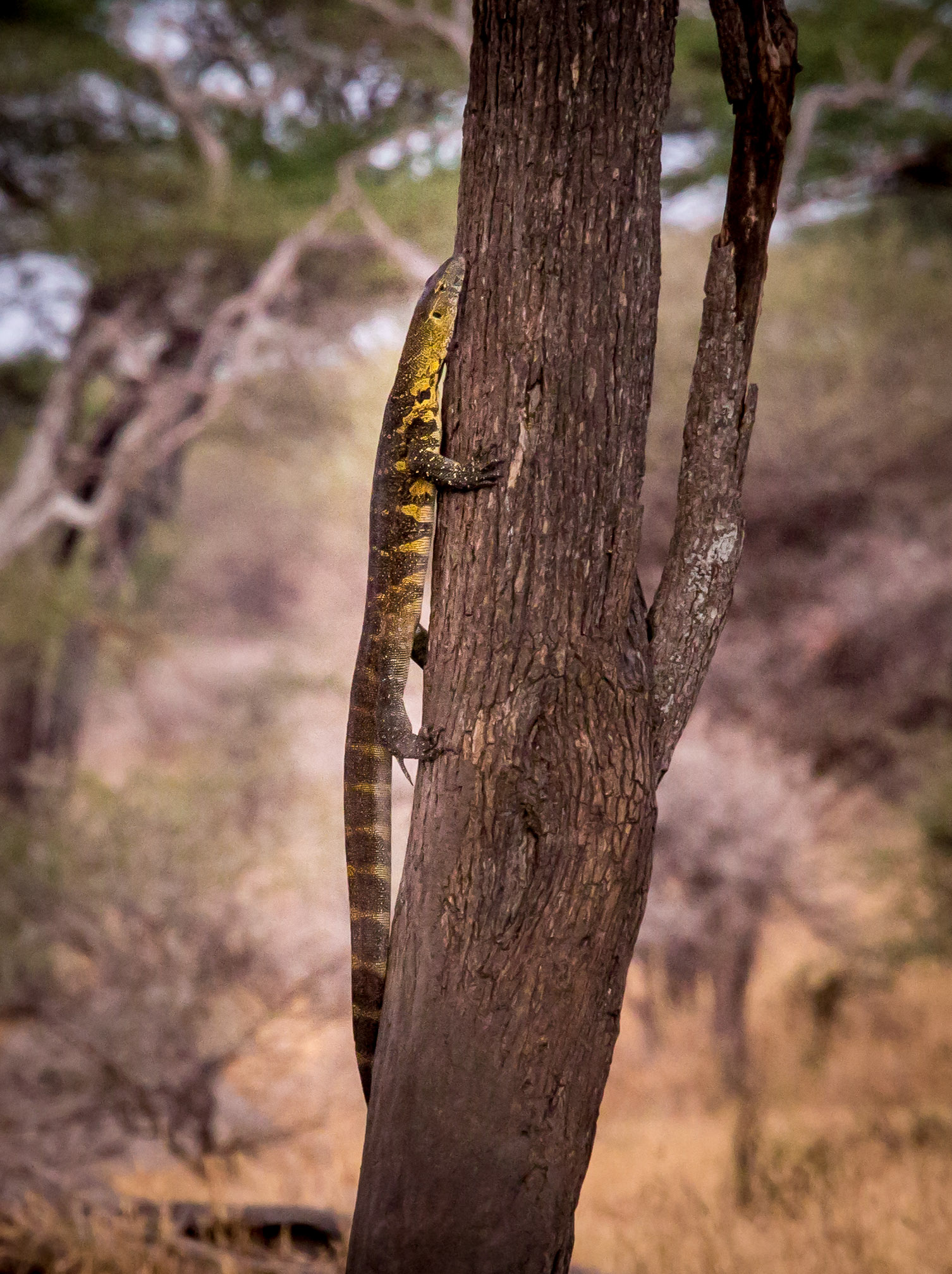 Monitor Lizard