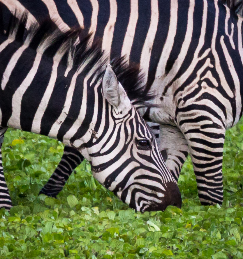 Zebra