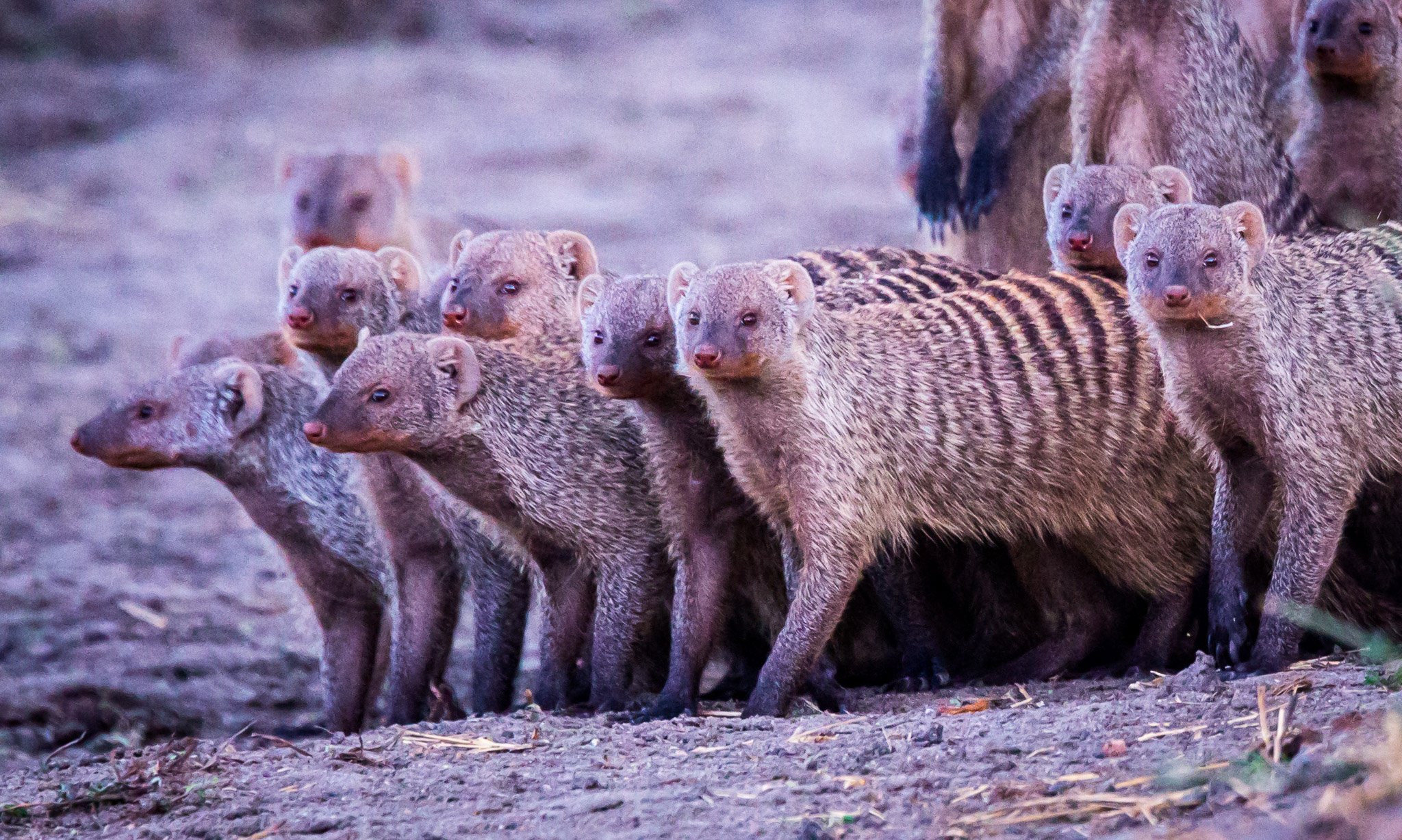 Banded Mongoose