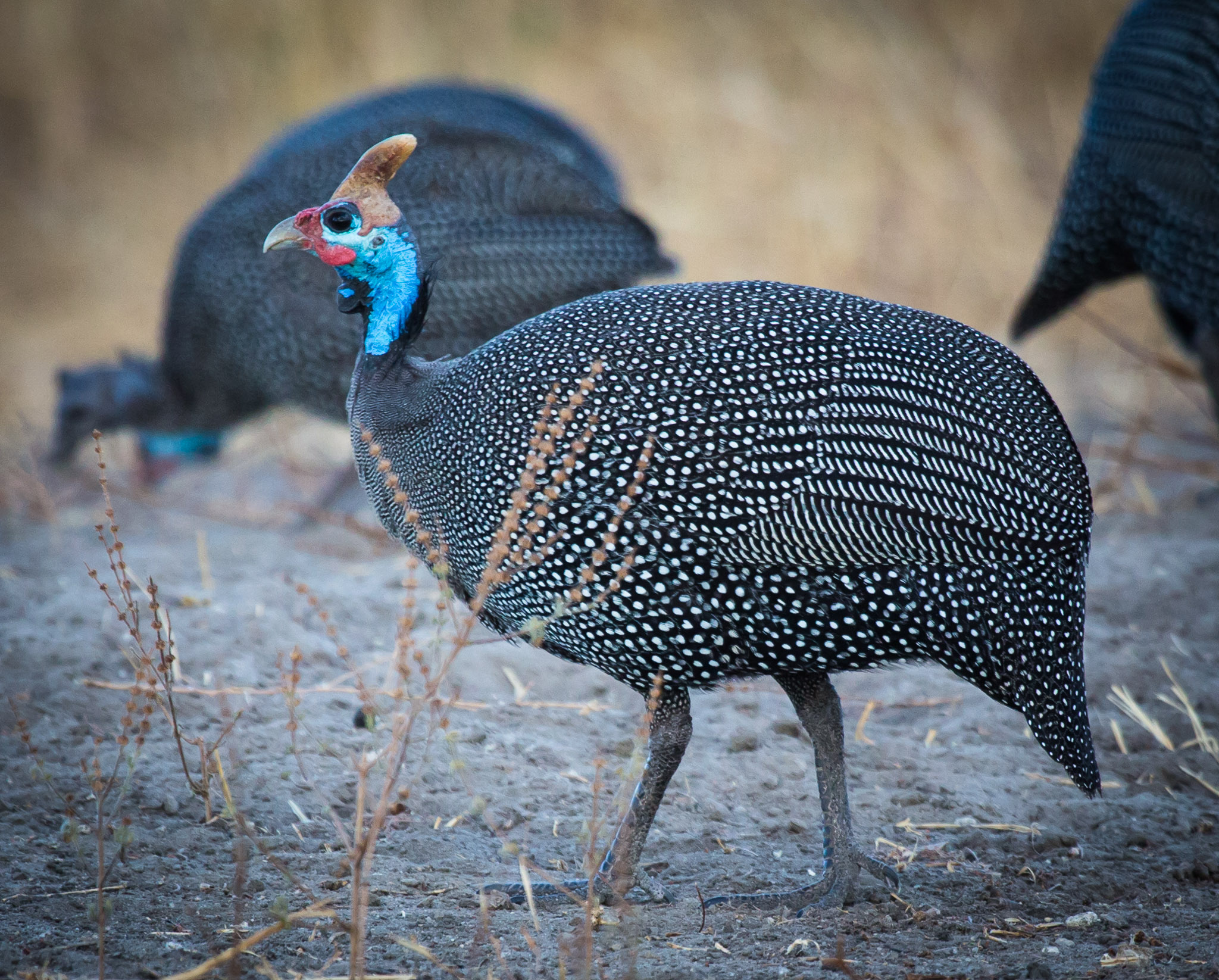 Helmeted Guinea Fowl