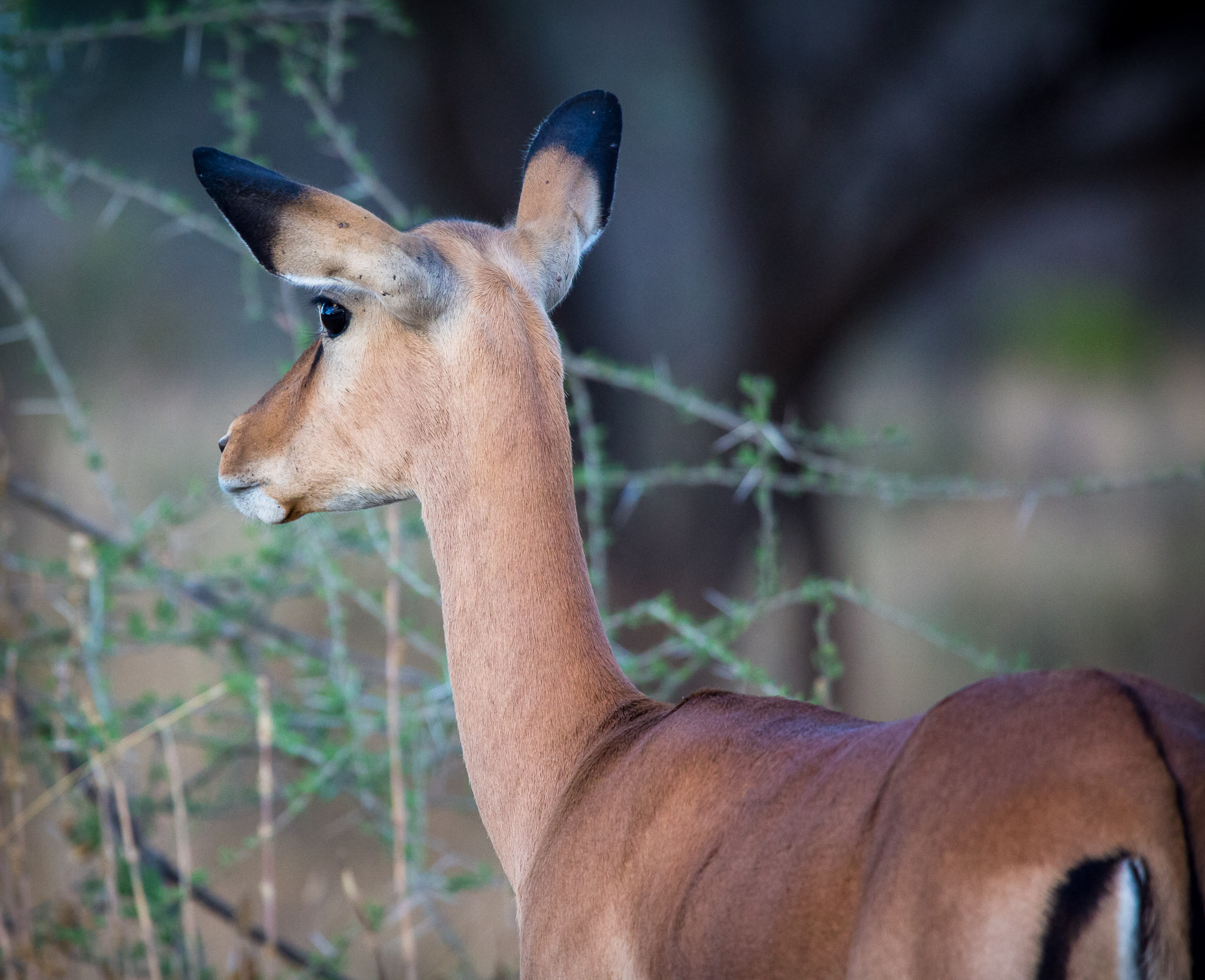 Gazelle