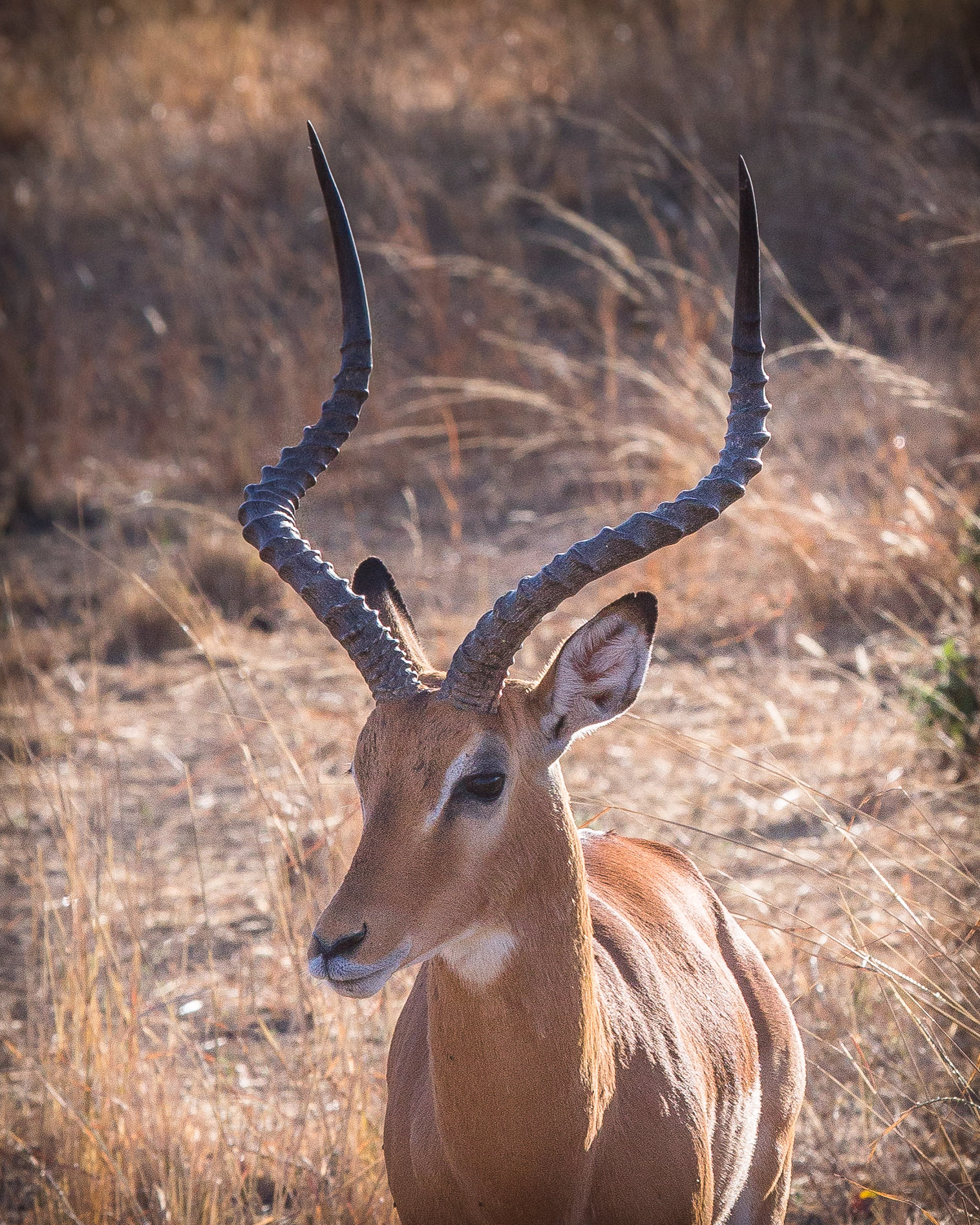 Impala