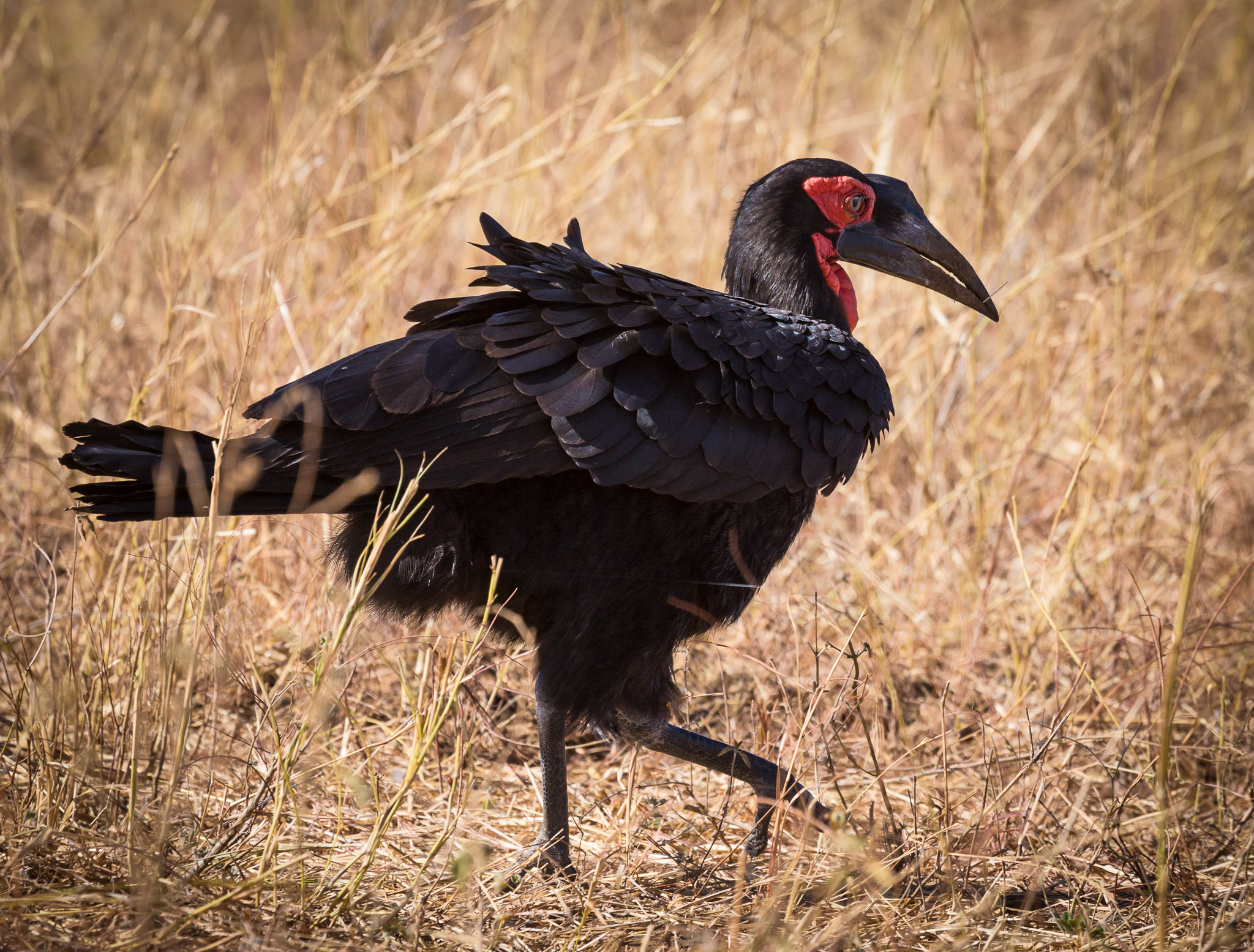 Southern Ground Hornbill