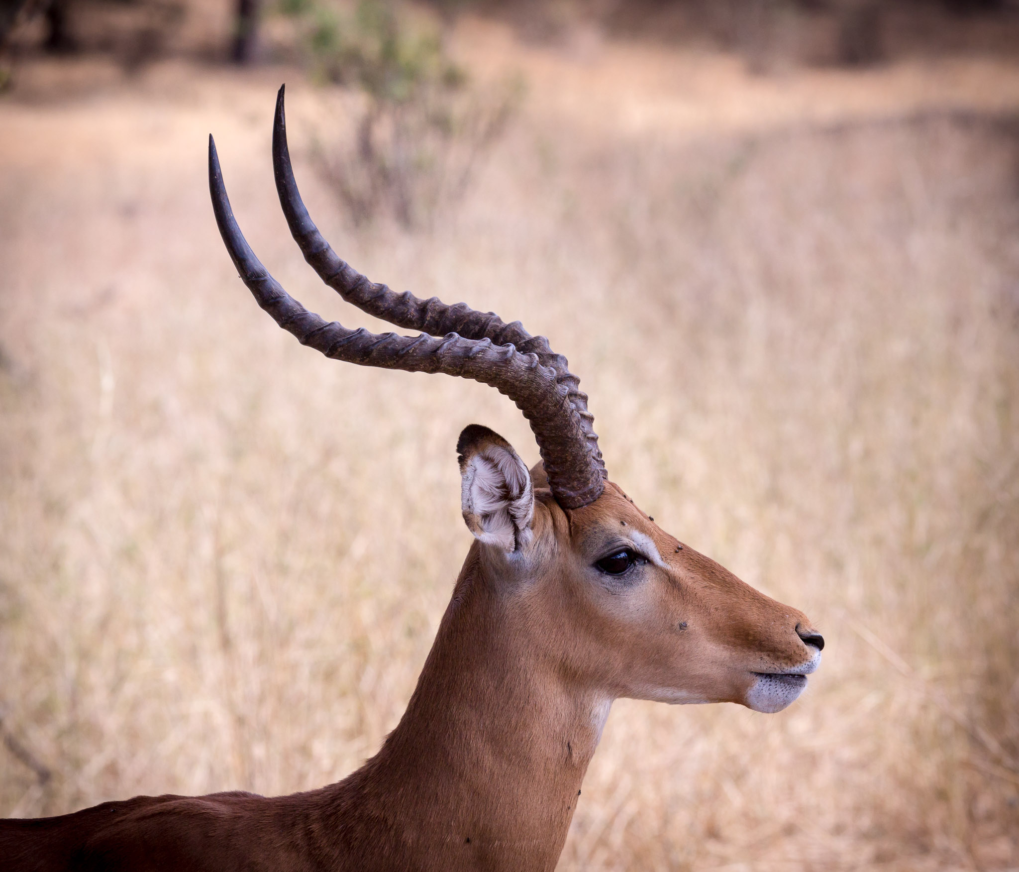 Impala