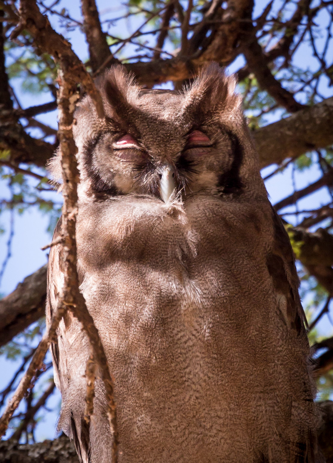 Verreaux's Eagle-Owl?