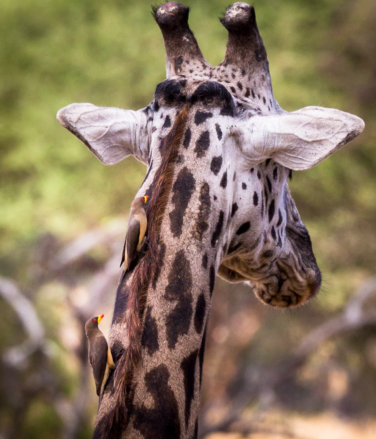 Giraffe