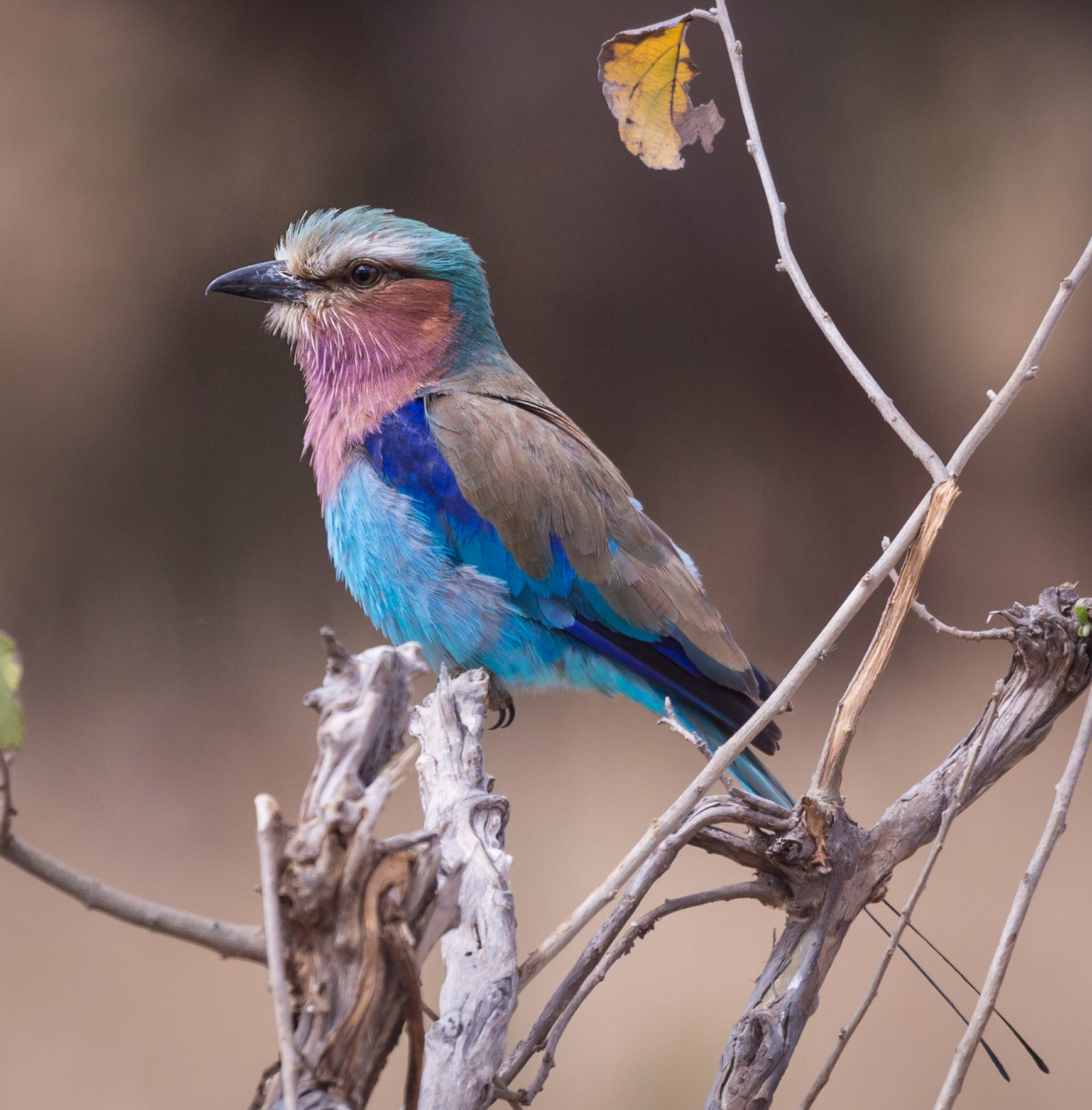 Lilac-breasted Roller