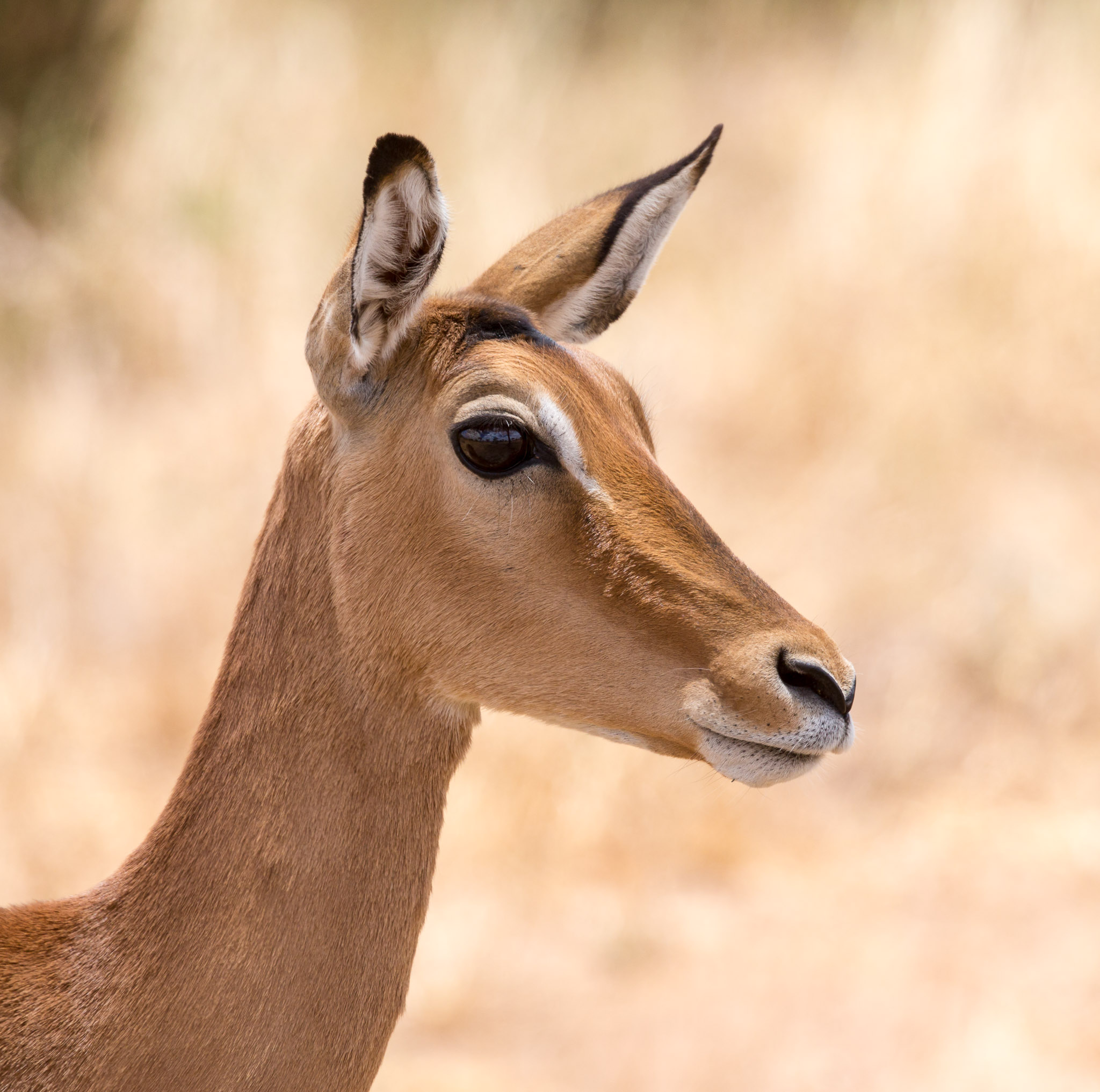 Gazelle