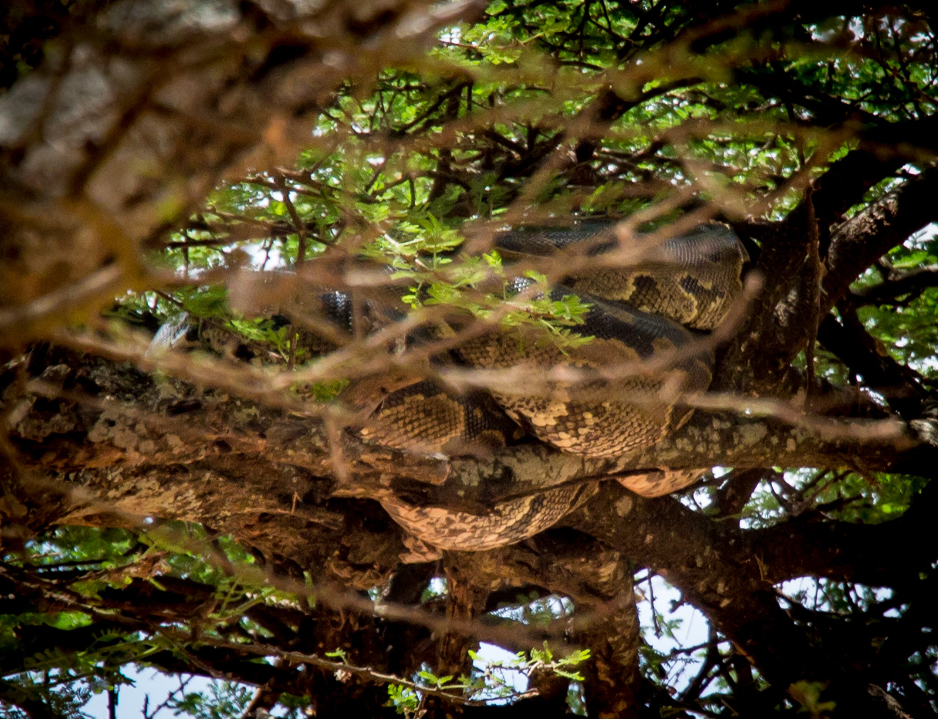 Tree climbing Python