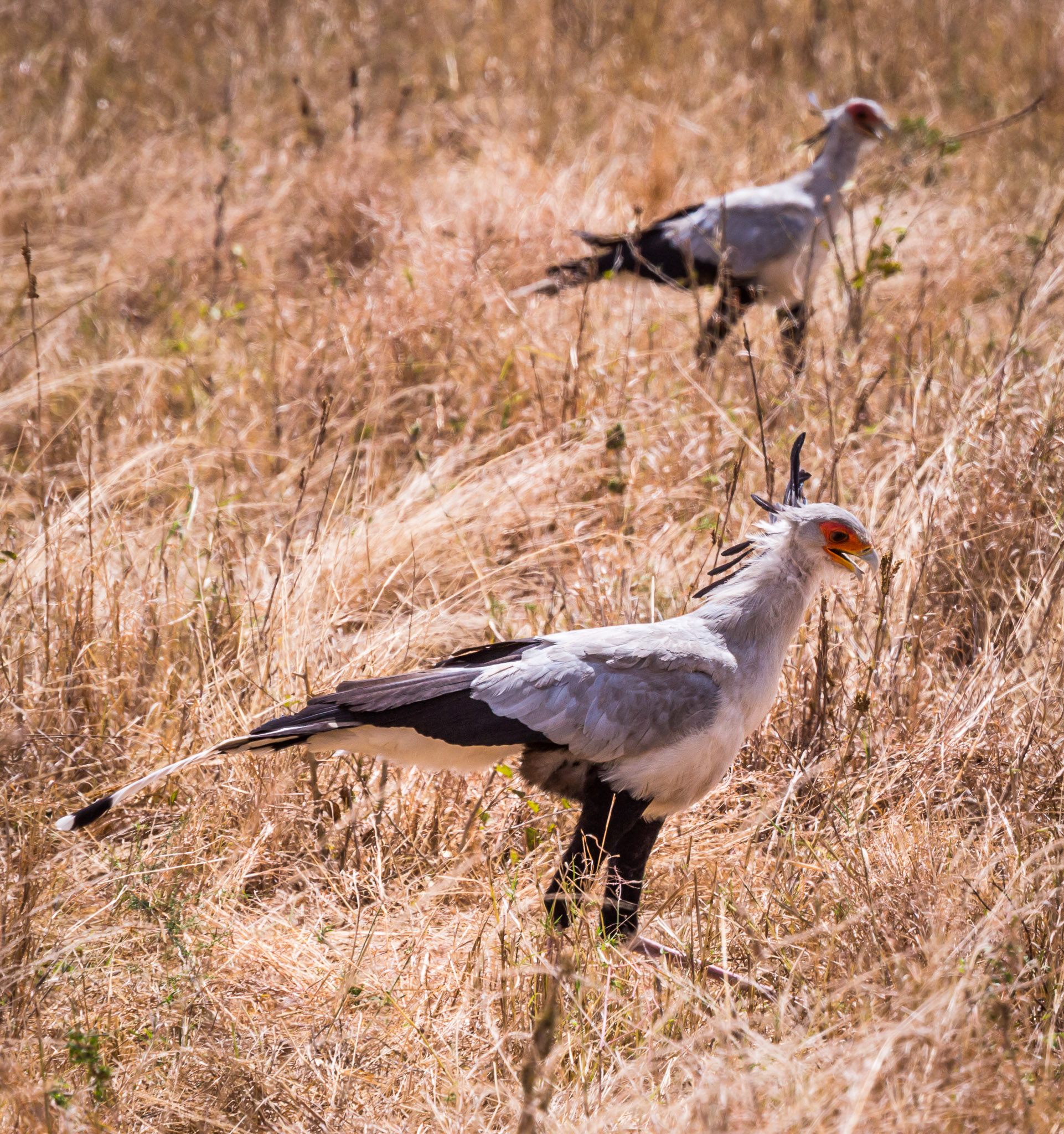 Secretary Bird