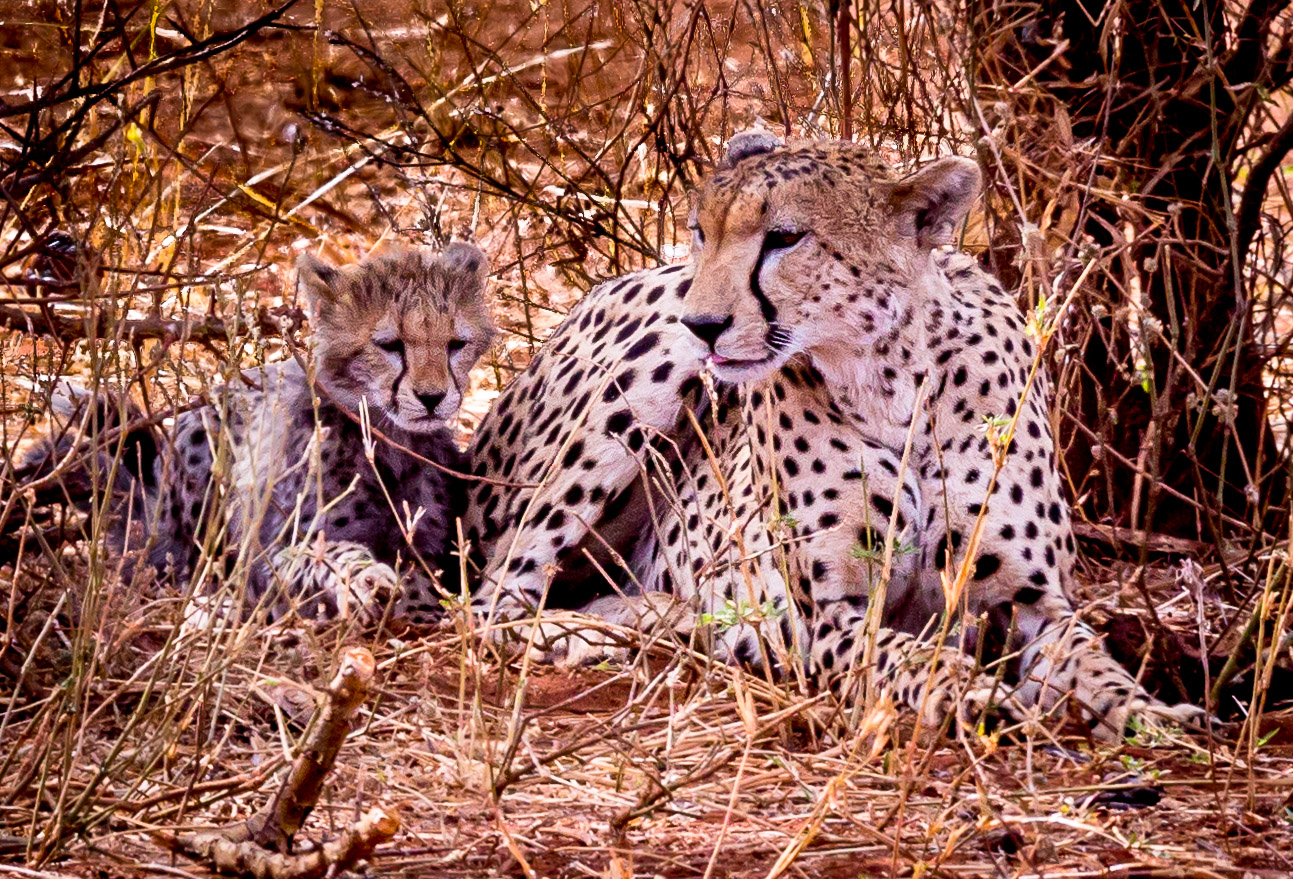 Cheetah with cubs