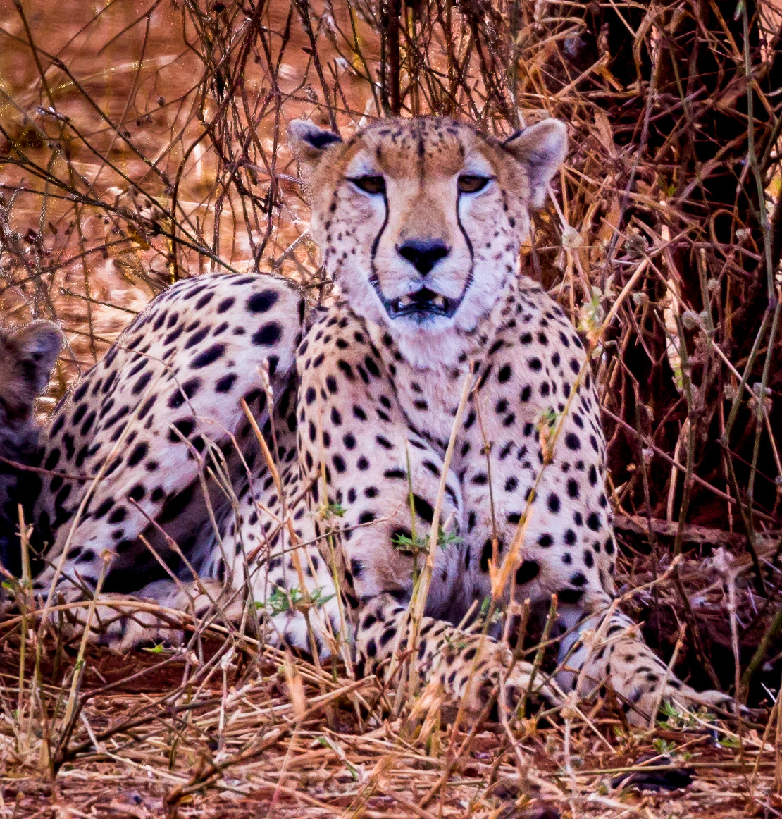 Cheetah