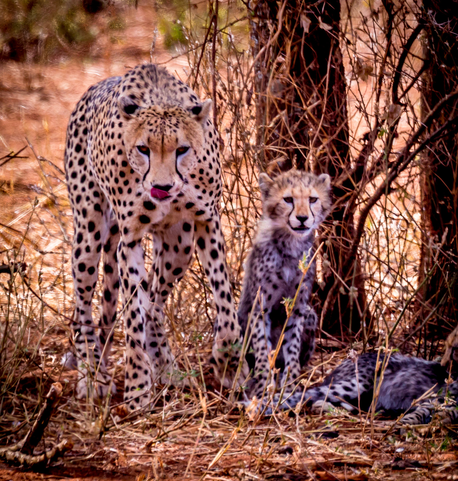 Cheetah with cubs