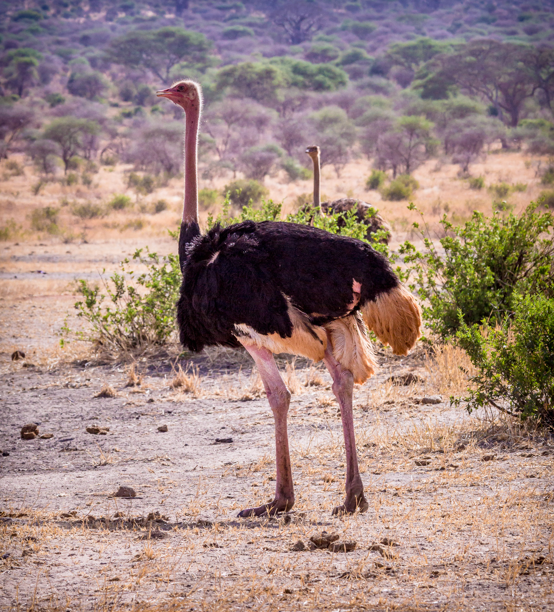 Ostrich