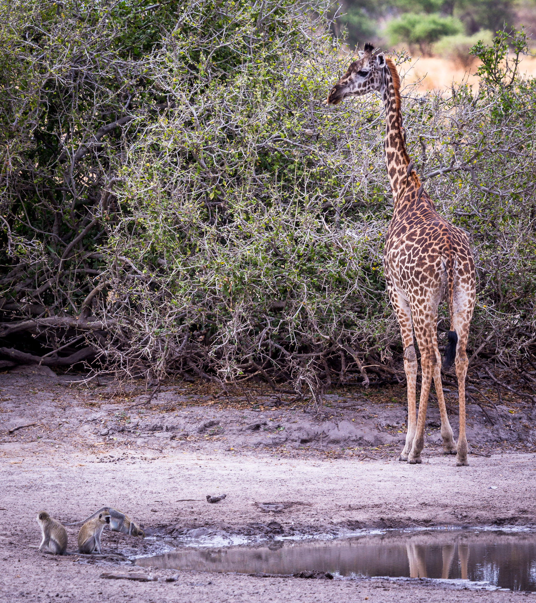 Water hole activity