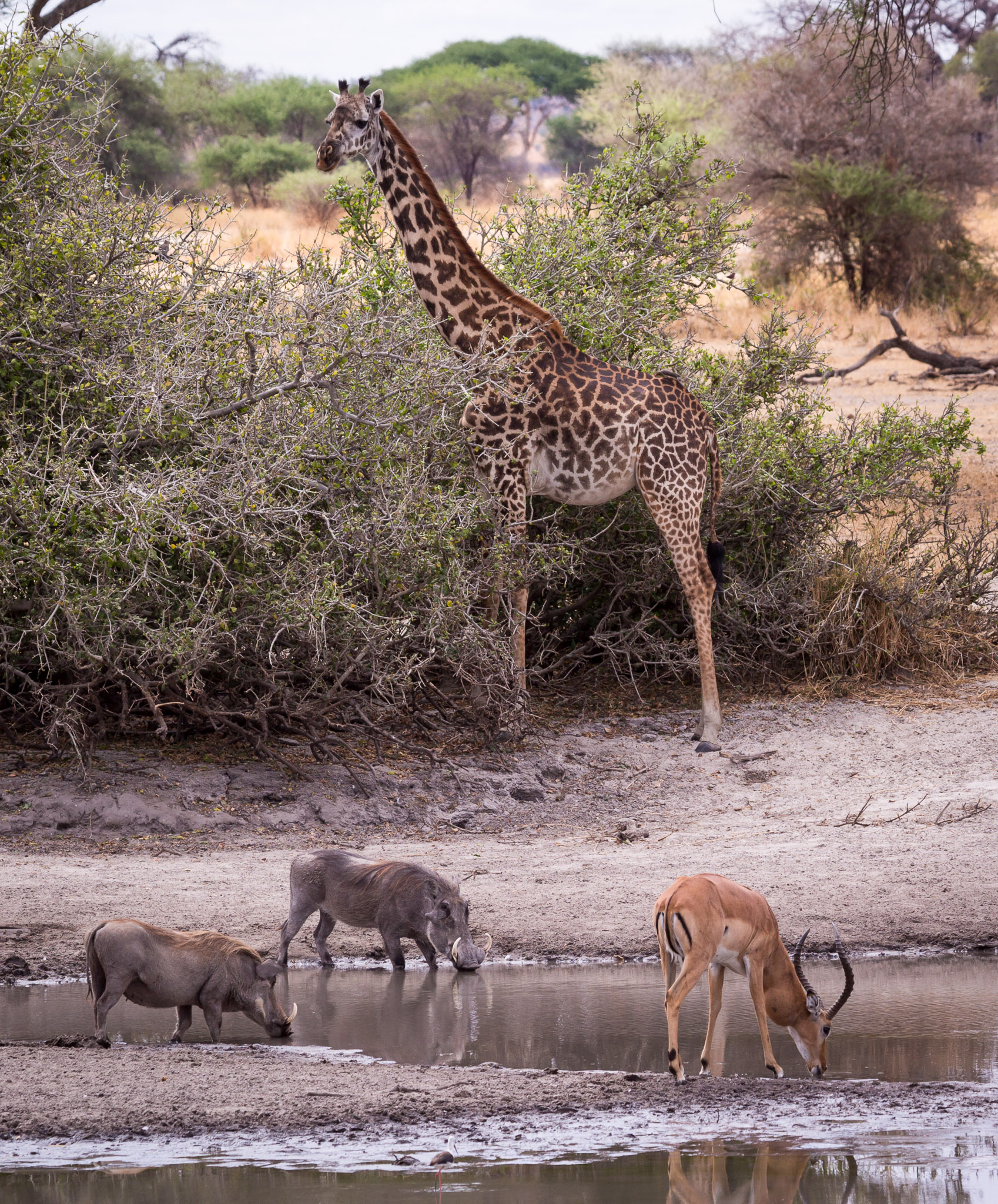 Water hole activity