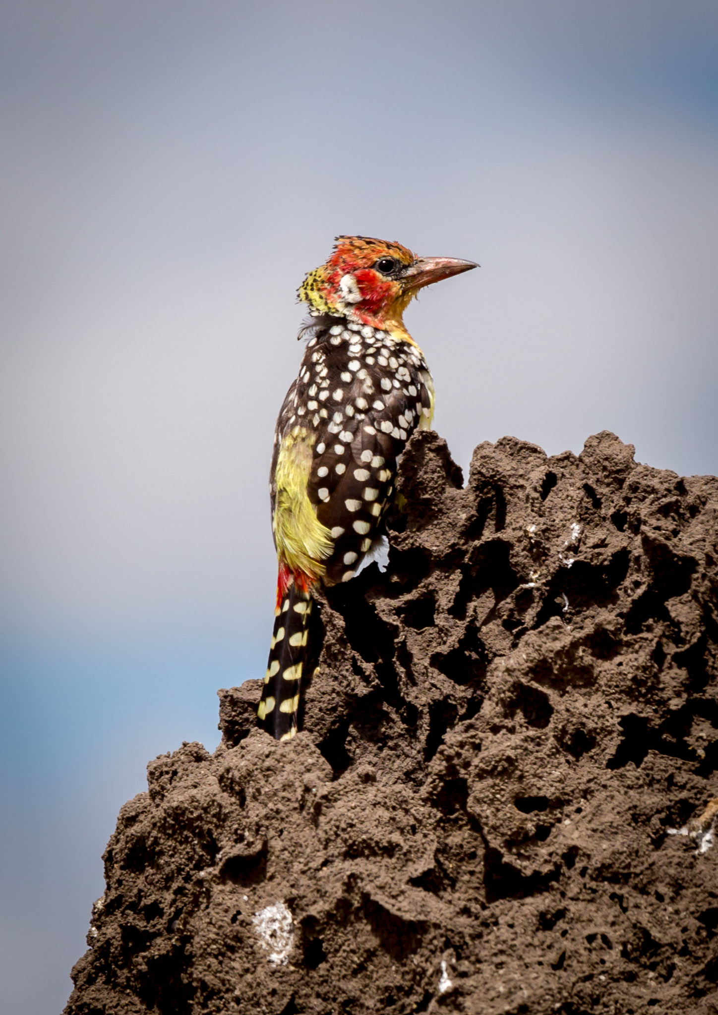 Red-and-Yellow Barbet