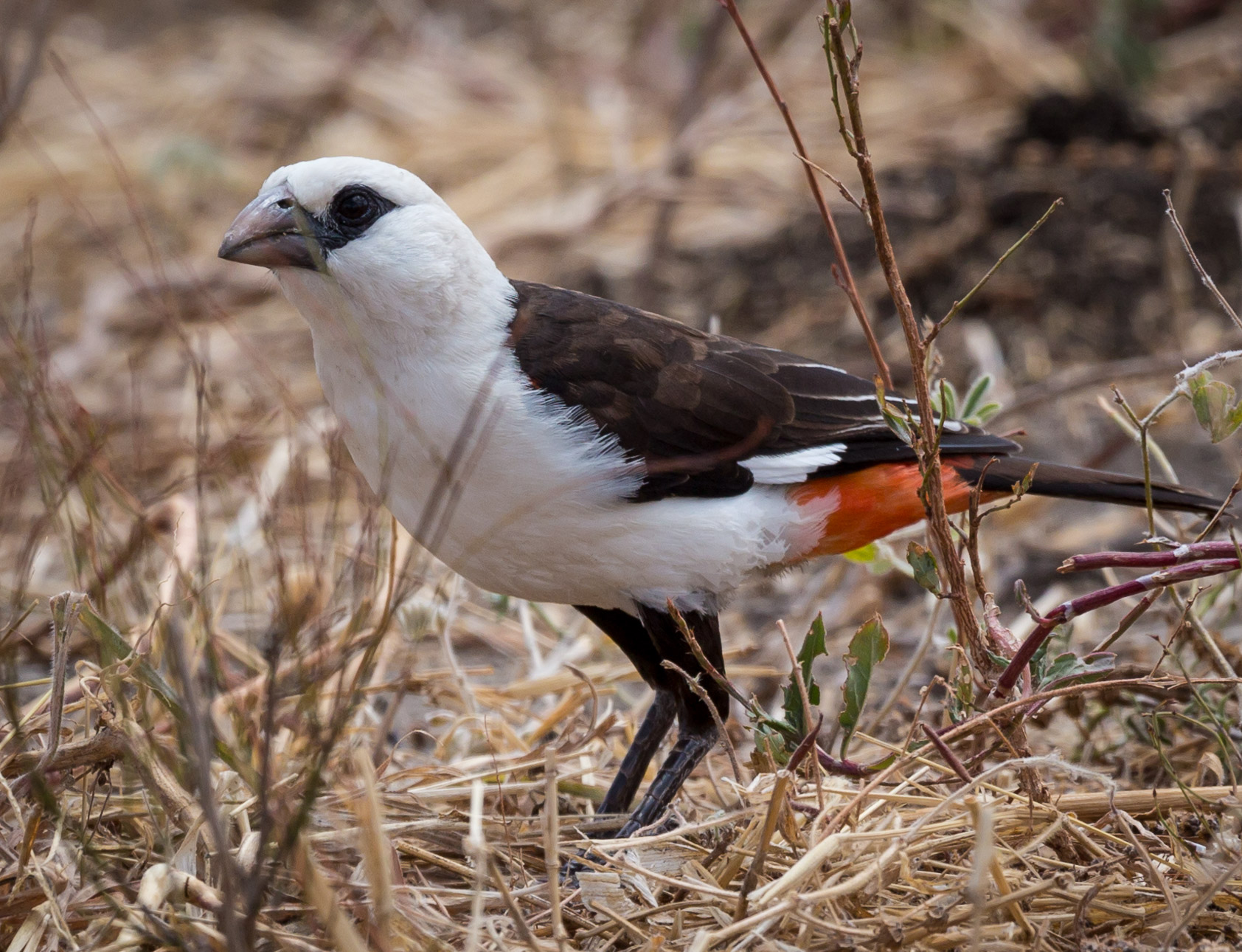 White-Headed Buffalo-Weaver