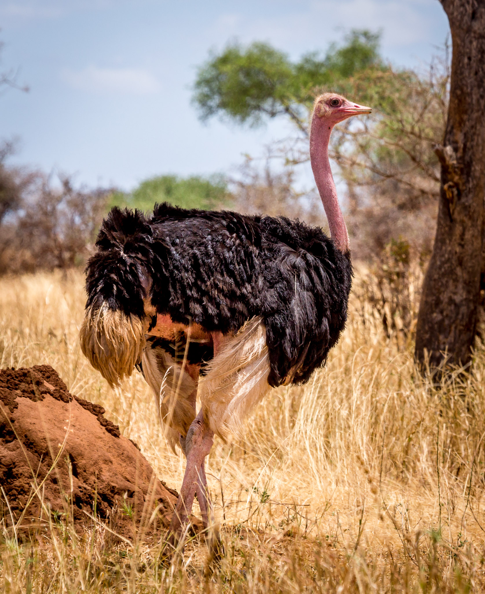 Ostrich