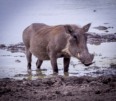 Warthog