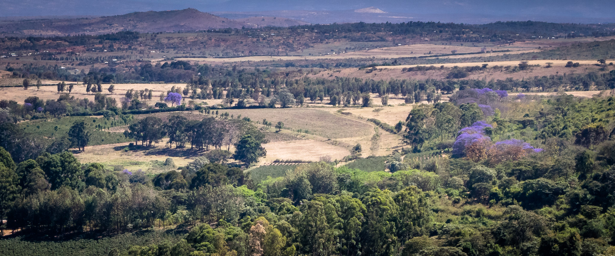 Jacaranda trees blooming in Rhotia Valley