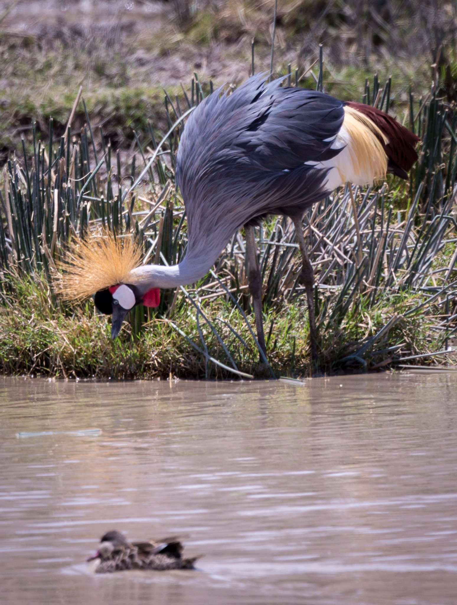 Crowned Crane