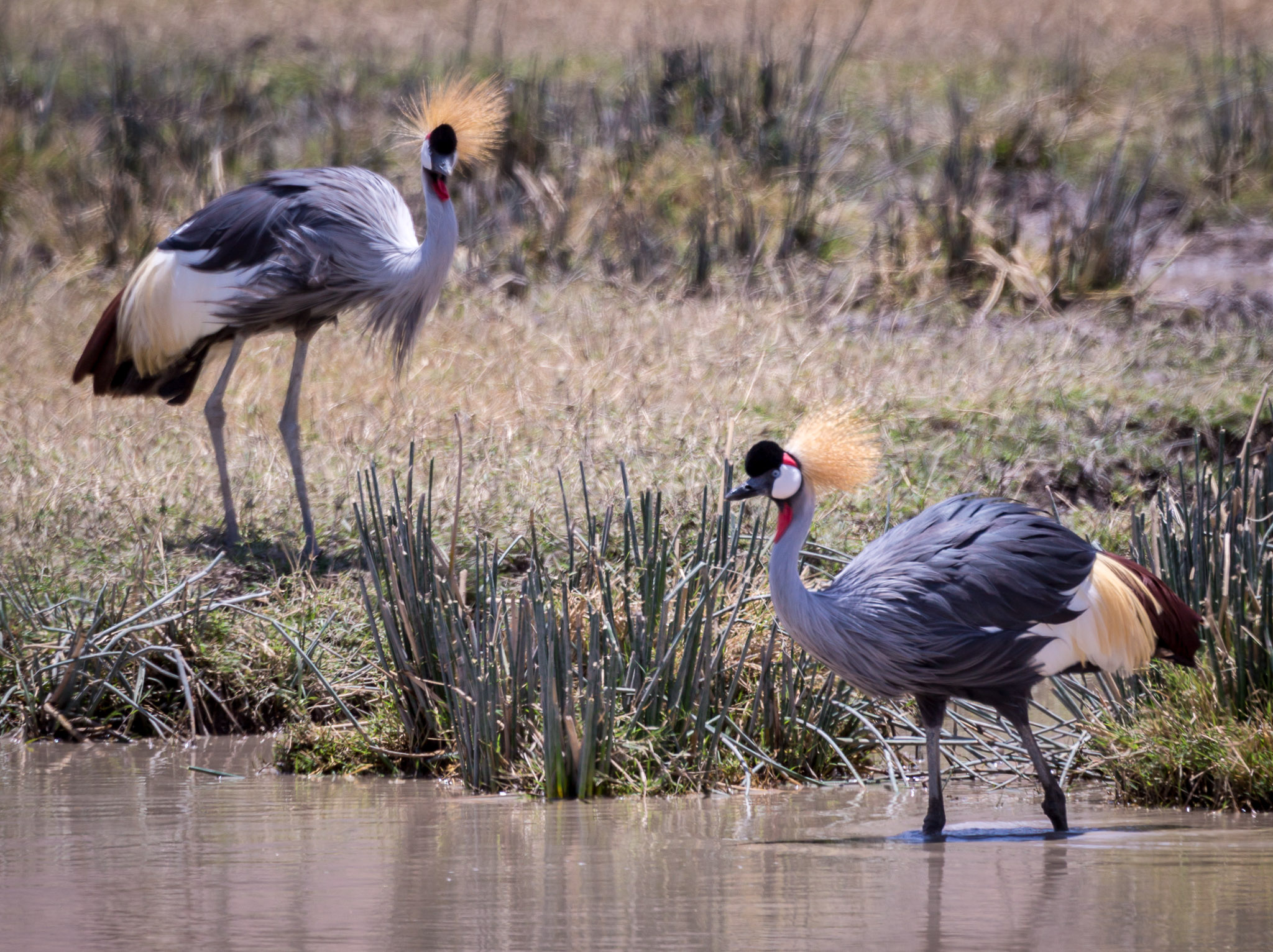 Crowned Crane