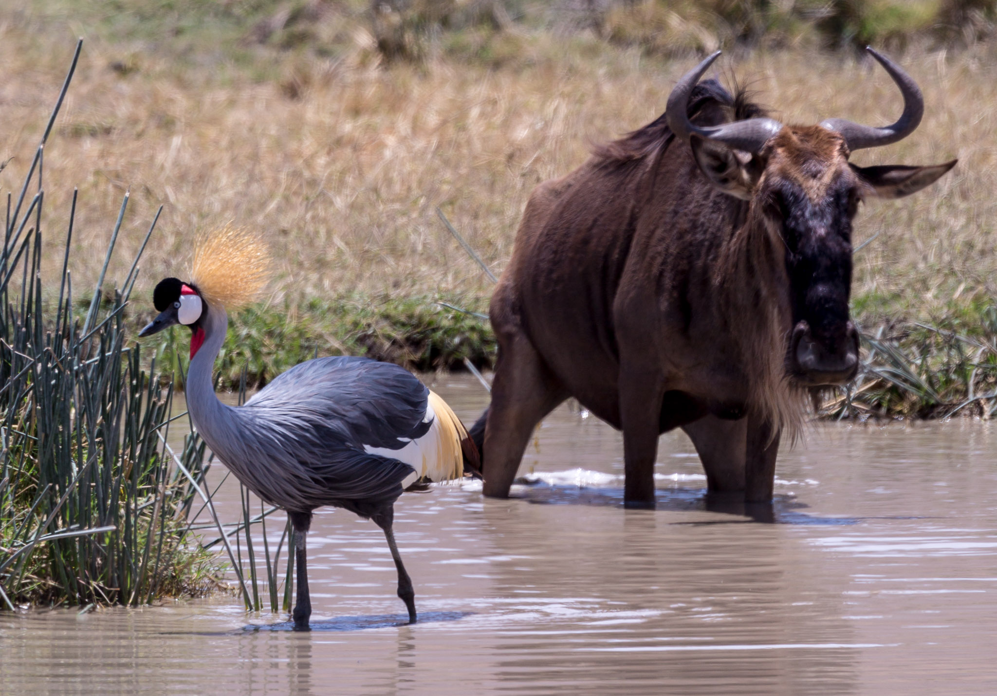 Crowned Crane & Wildebeest