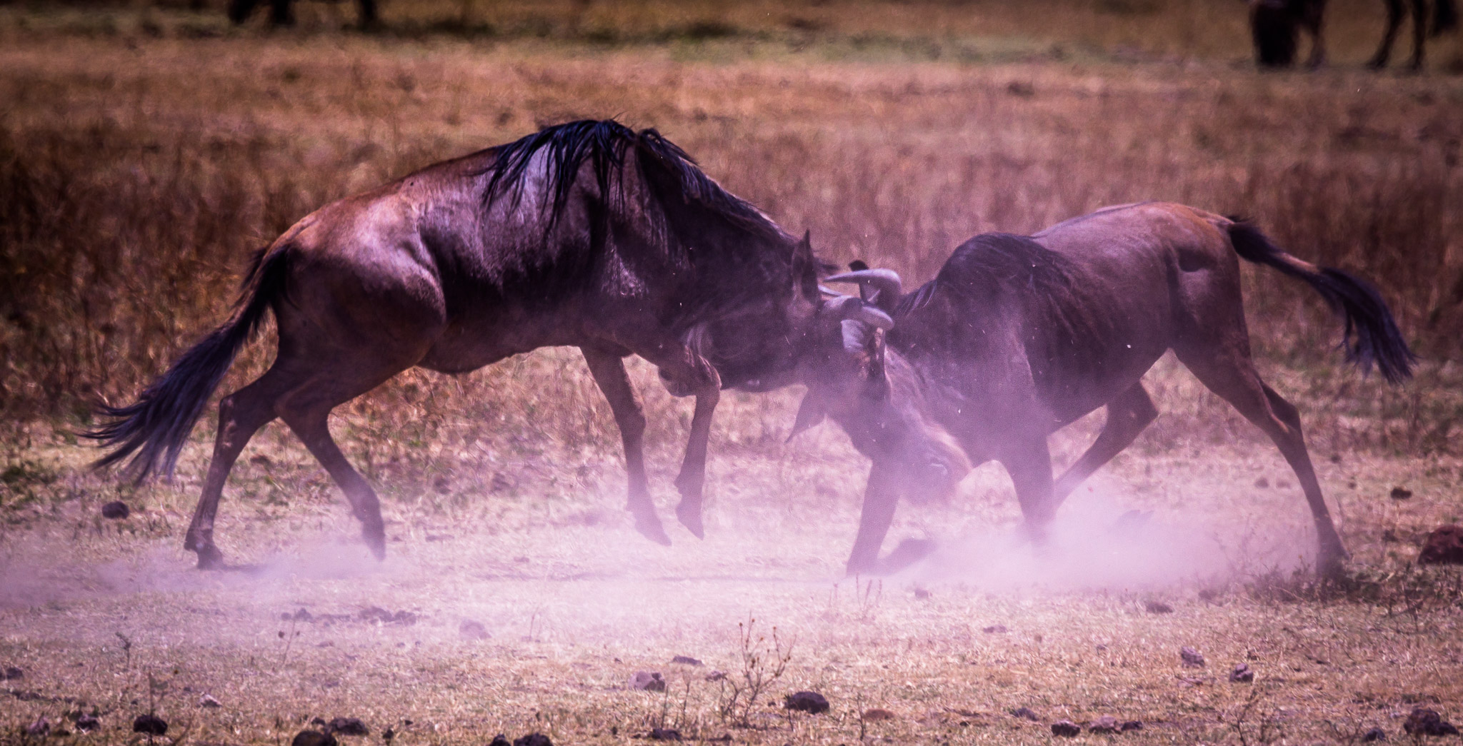 Wildebeest