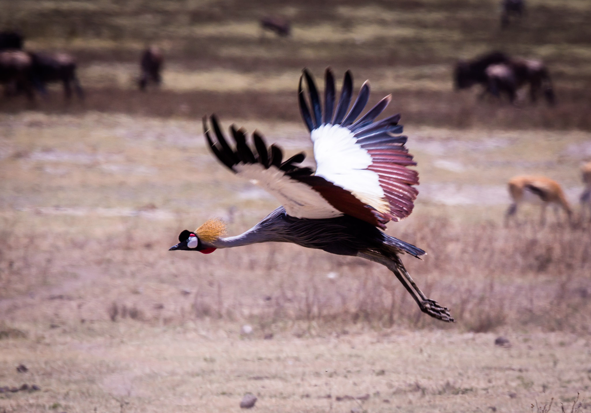 Crowned Crane