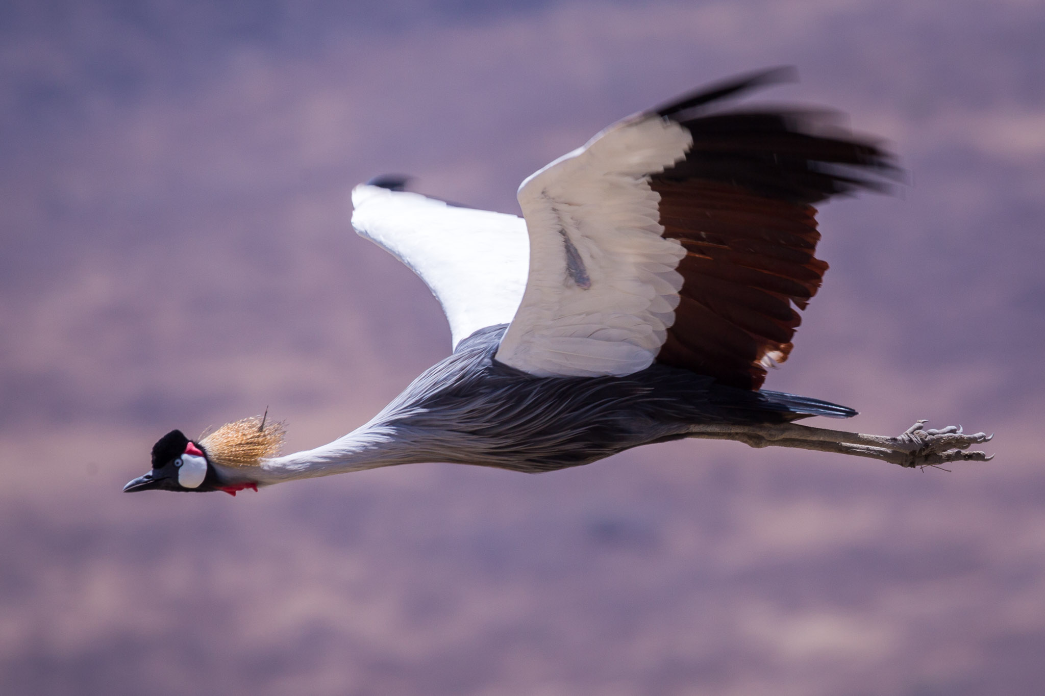 Crowned Crane