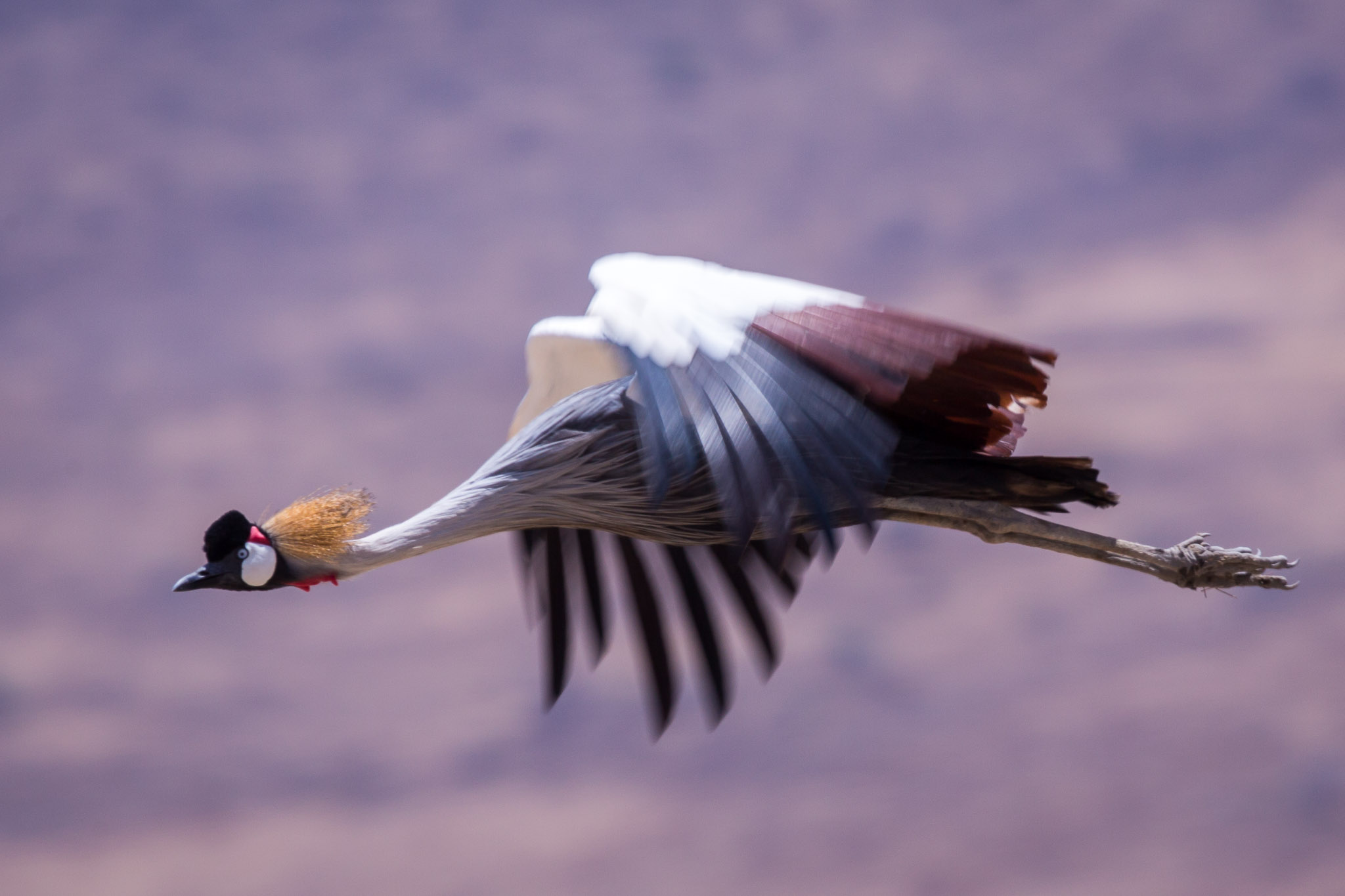 Crowned Crane