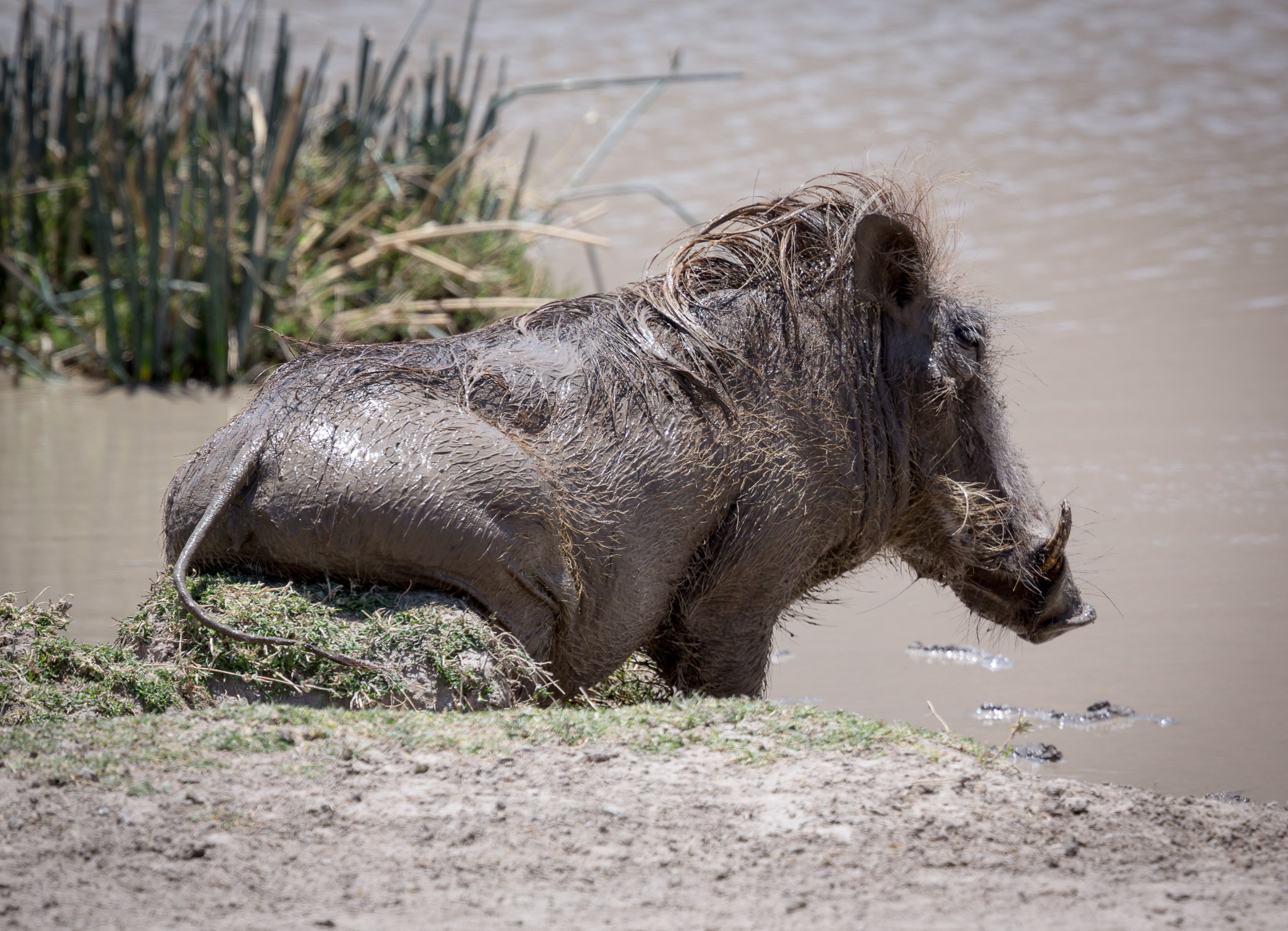 Warthog