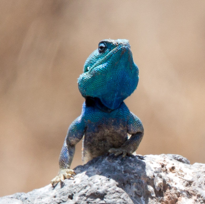 Blue Headed Agama